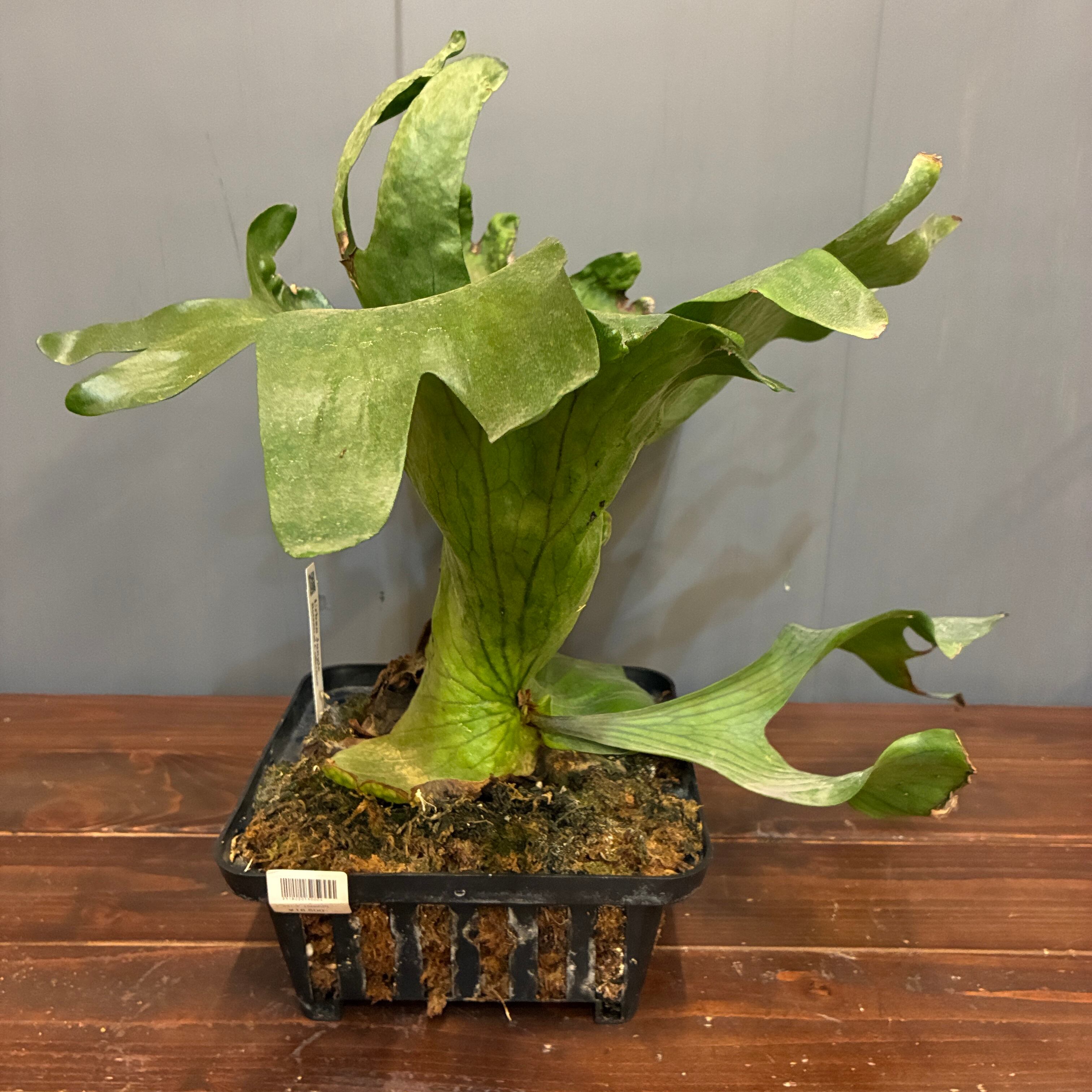 ビカクシダ | PROTOLEAF プロトリーフ
