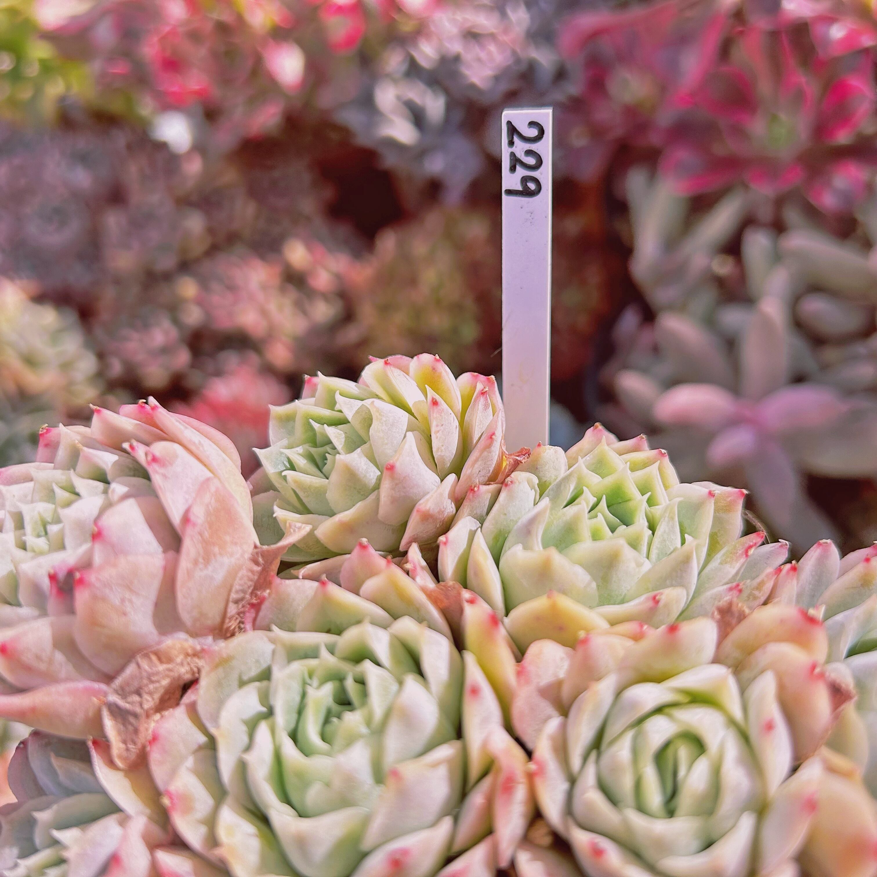 229現物 多肉植物 Echeveria 静月 特大 | るる農園~多肉植物専門