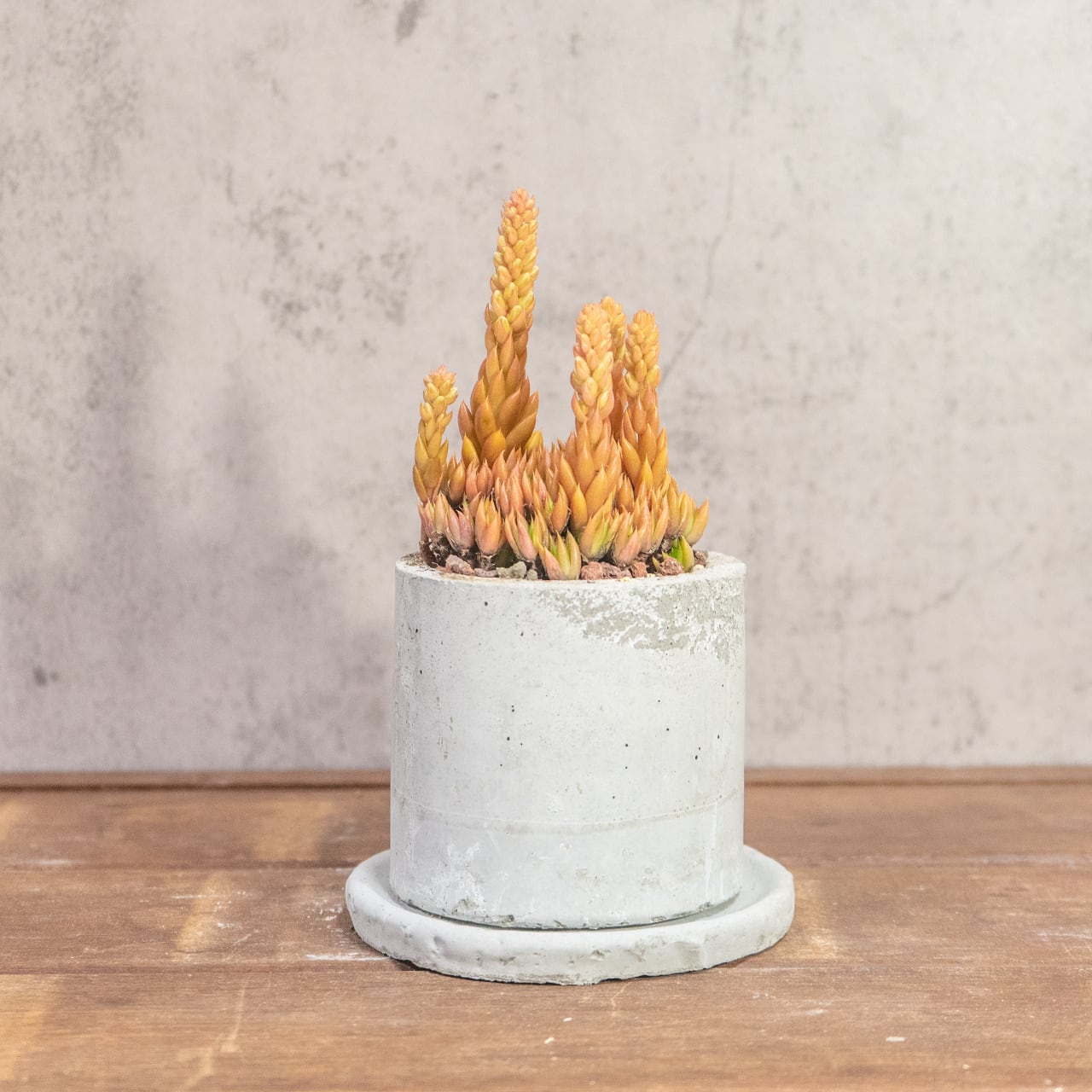 ツメレンゲ|オレンジに色づく姿が華やかな秋色多肉【一点もの/手作りモルタル鉢】