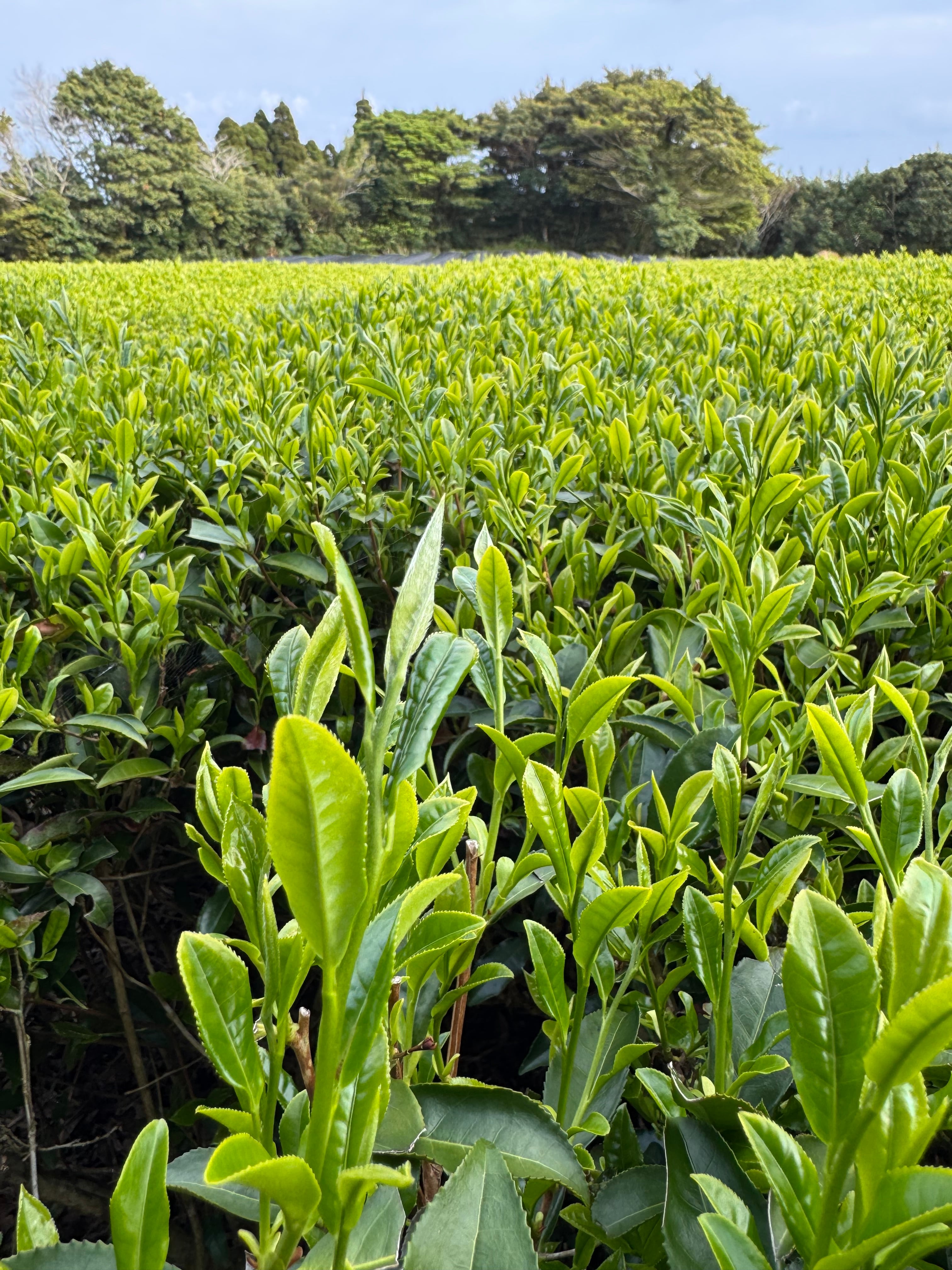 R8年新茶 超希少品種しゅんたろう100g | 射場（勇）製茶