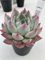 【現物商品】 チワワエンシス ルビーブラッシュ ゴンザレス