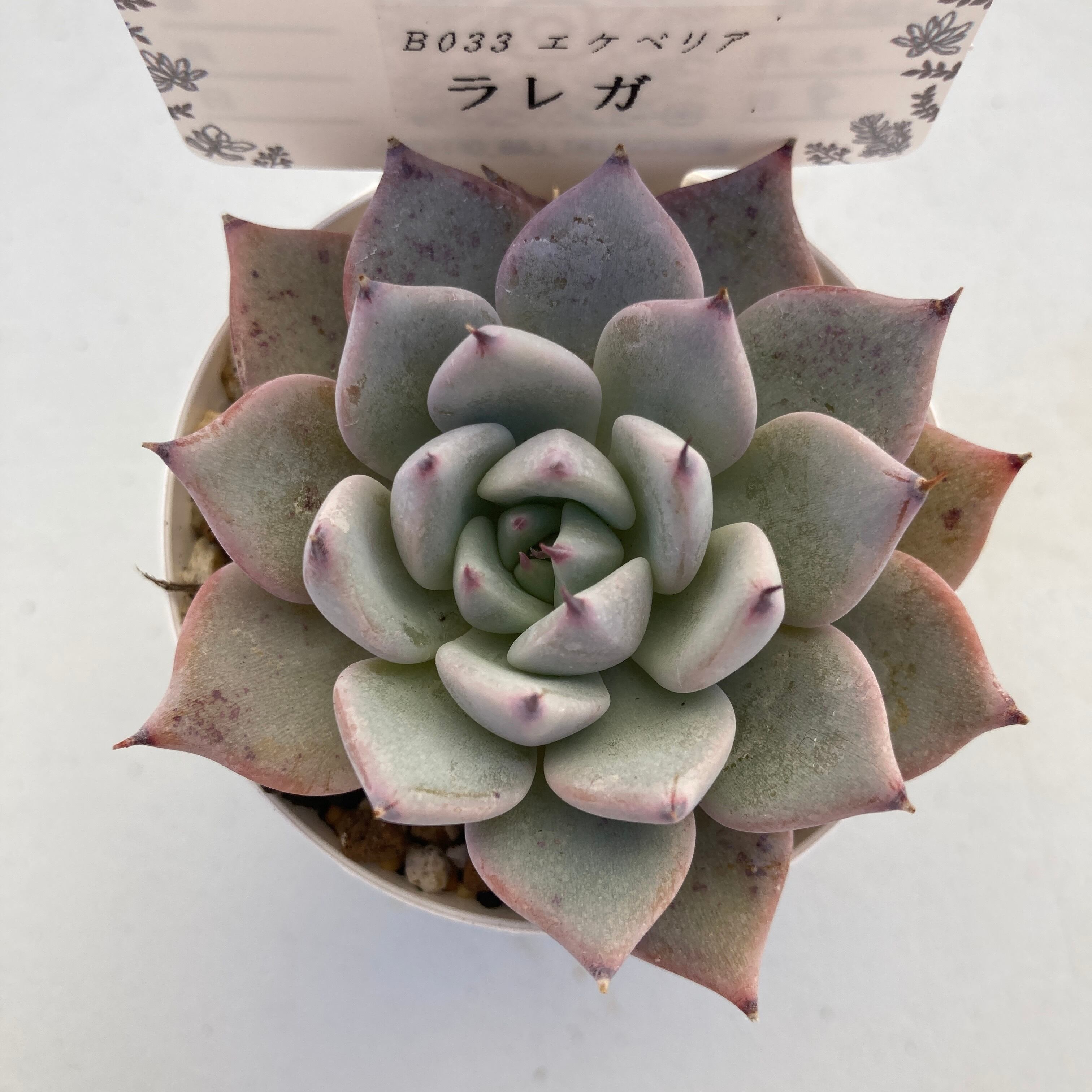 現物商品】ラレガ | 多肉植物研究所