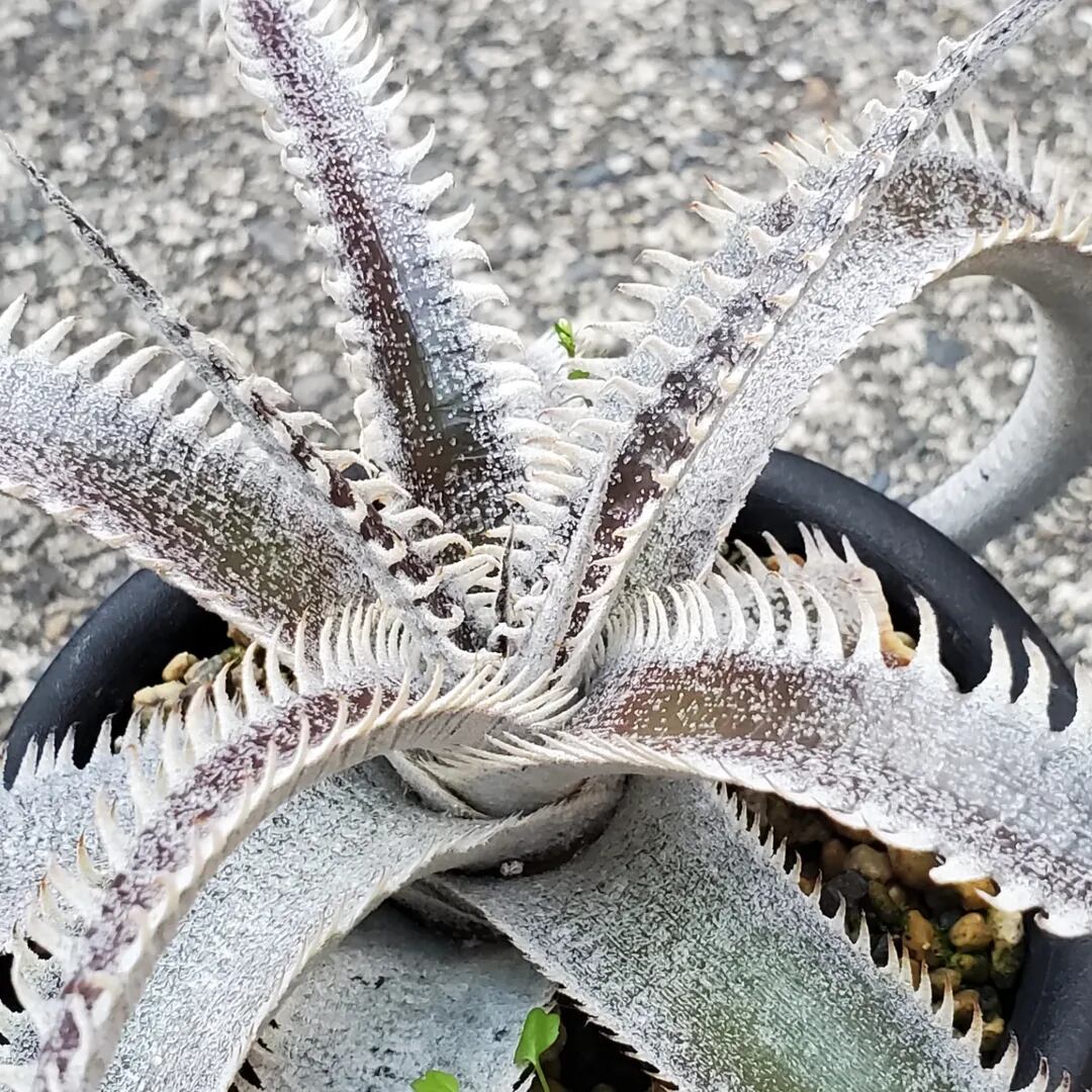 F00261_Dyckia 'A-J'：ディッキア・A-J（子株） | レアプランツ通販