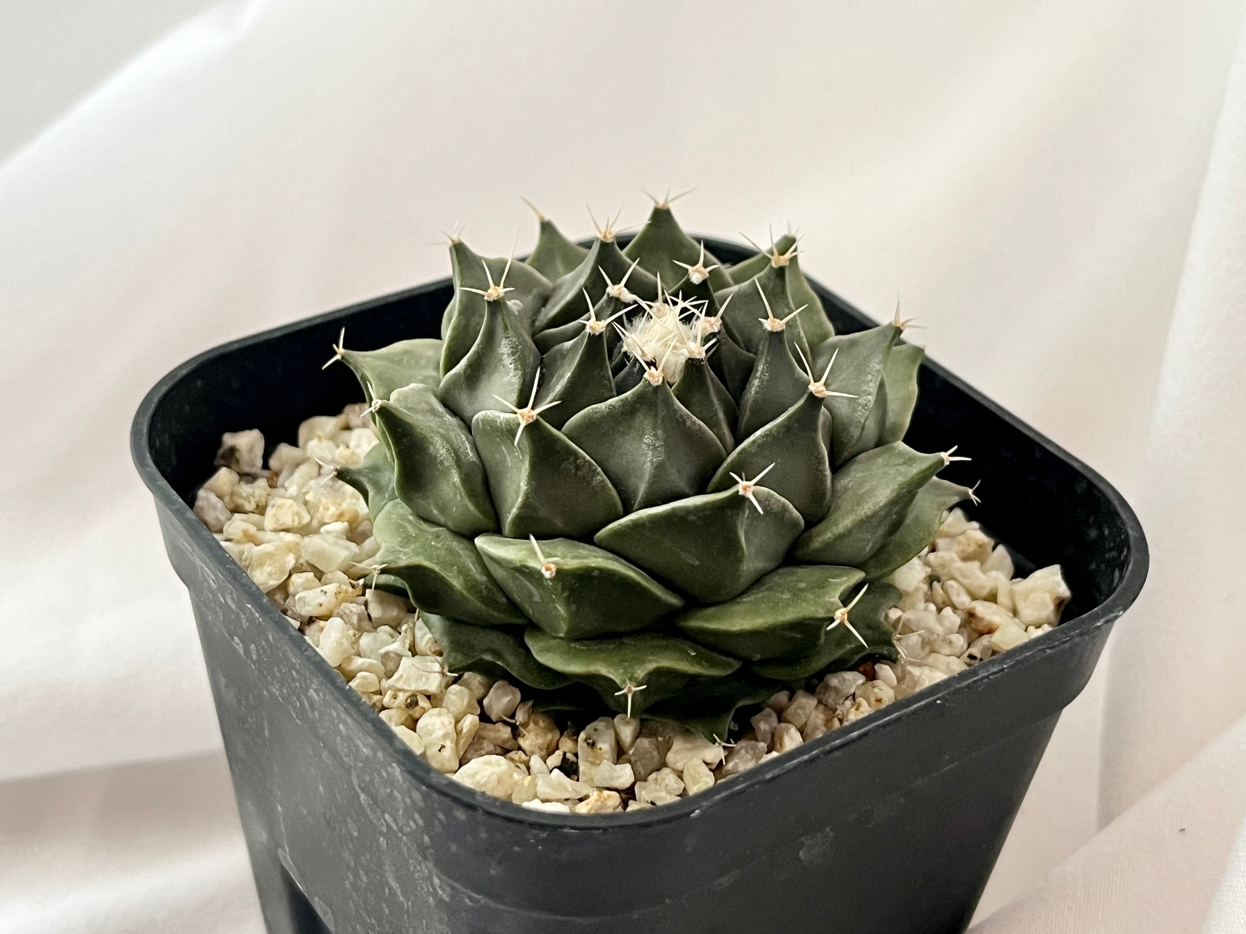 Obregonia denegrii オブレゴニア 帝冠 大疣選抜 サボテン | plants