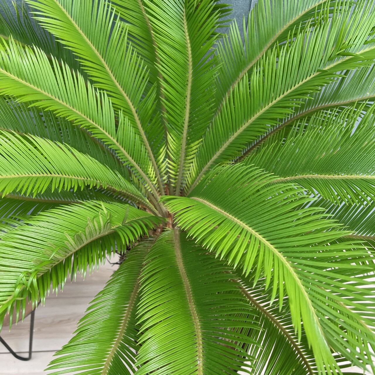 現品］☆おすすめ☆ 50番 ソテツ 10号 観葉植物 大型 屋外 綺麗 幹太
