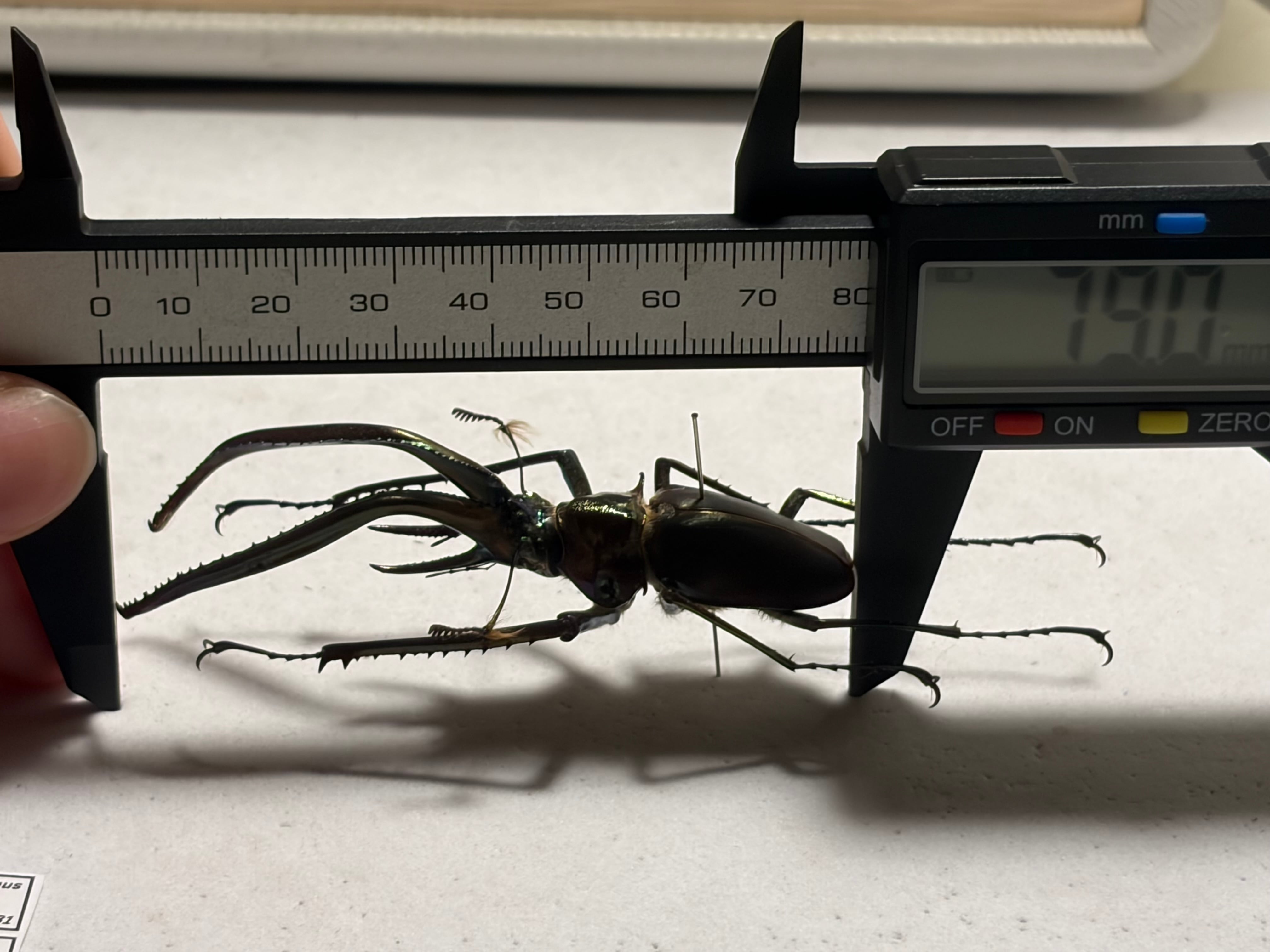 有毛79mm】チリクワガタ メタリフェルホソアカクワガタ Wild 昆虫標本