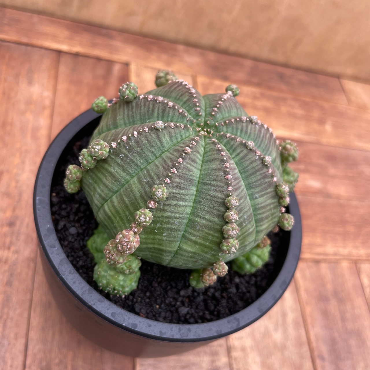 Euphorbia obesa ssp.symmetrica【ユーフォルビア・仔吹きシンメトリカ】