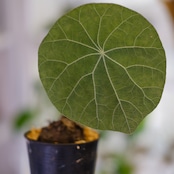 Stephania kaweesakii / ステファニア カウィーサキー㊱/ 観葉植物