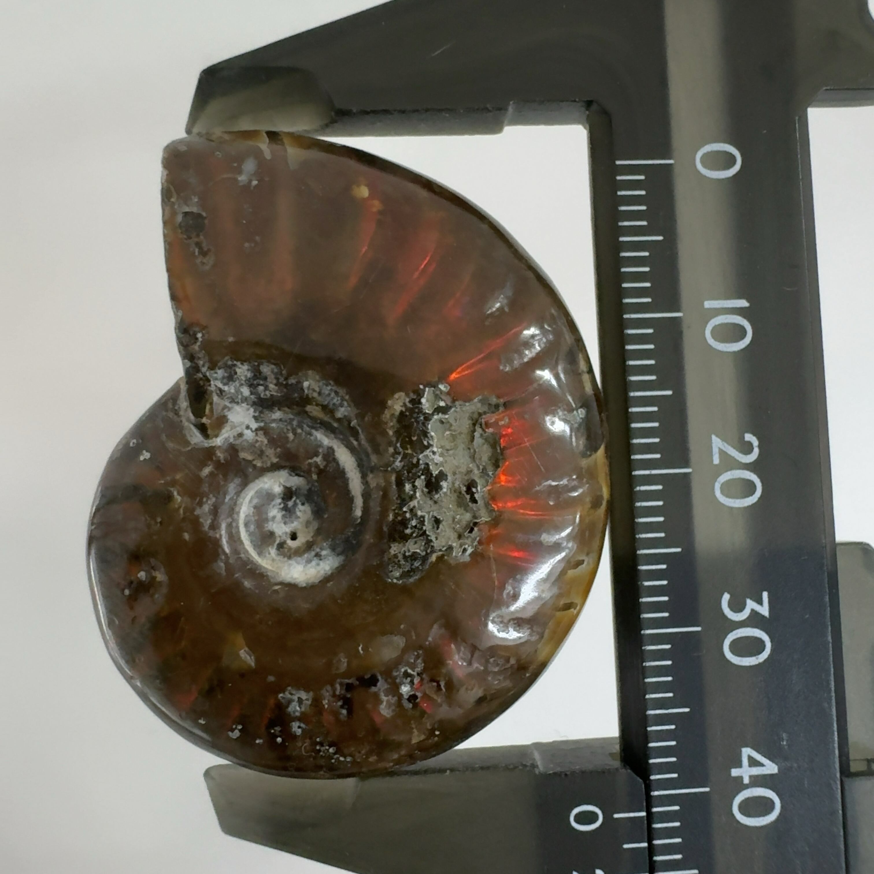 化石]アンモナイト（菊石） | クリスタル・ワールド御徒町店