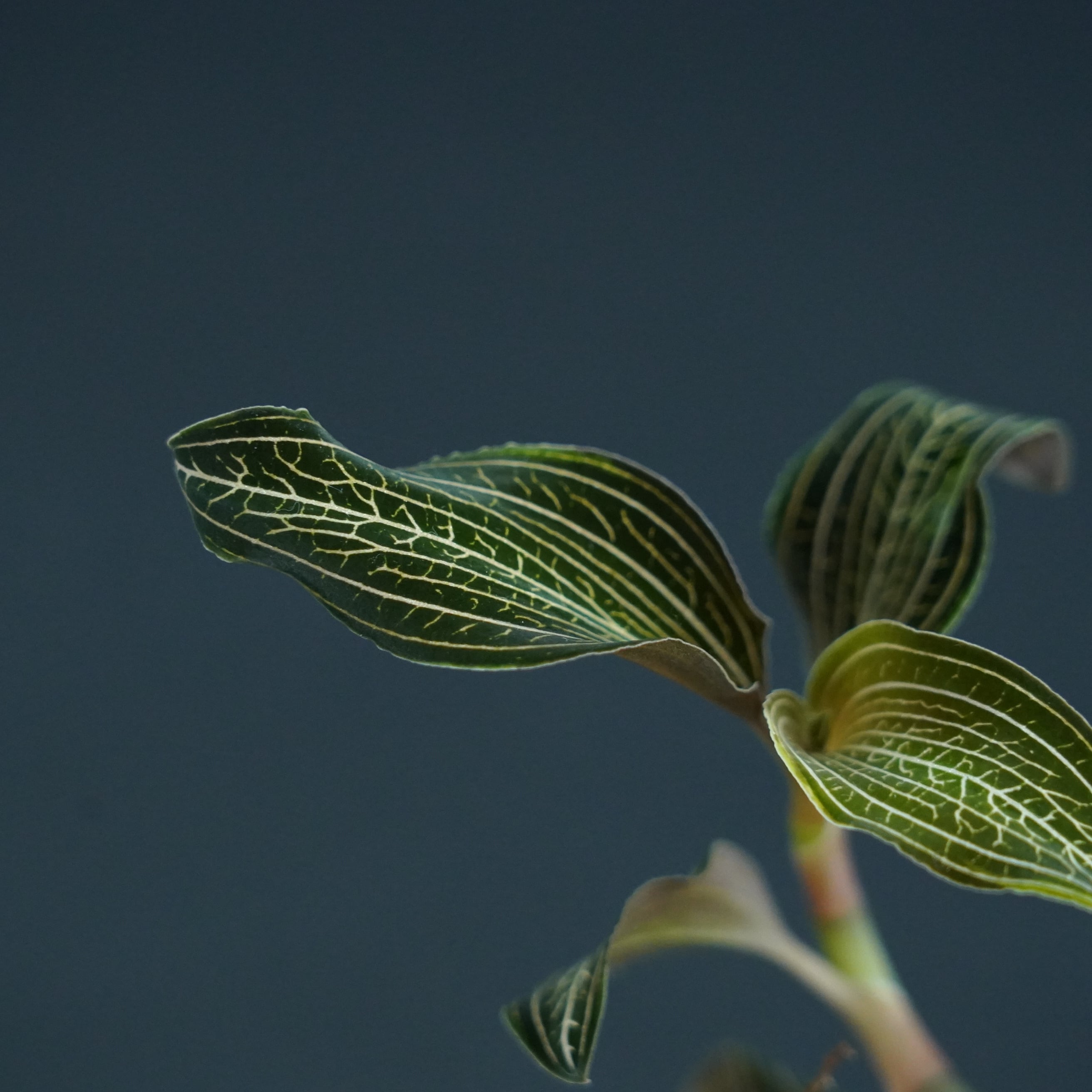 Anoectochilus sp. 斑入りジュエルオーキッド 宝石蘭 ◇現品◇ルドキルス 斑入り【ジュエルオーキッド宝石蘭／TheGAKI】#645