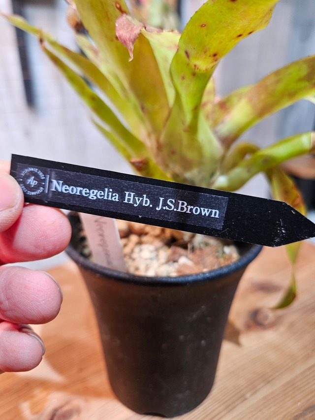 Neoregelia Hyb J.S.Brown【artPLANTs/PLANTS GARAGE】ネオレゲリア/タンクブロメリア
