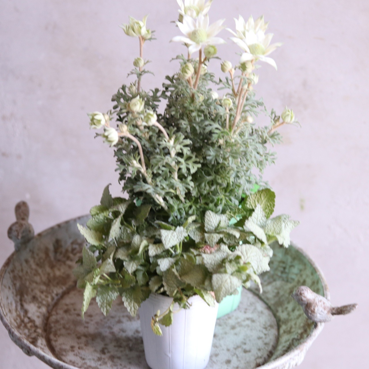 mondimanche お花　フランネルフラワー　天使のウィンク｜　宿根草　切花に使える　植えると優しい雰囲気になる