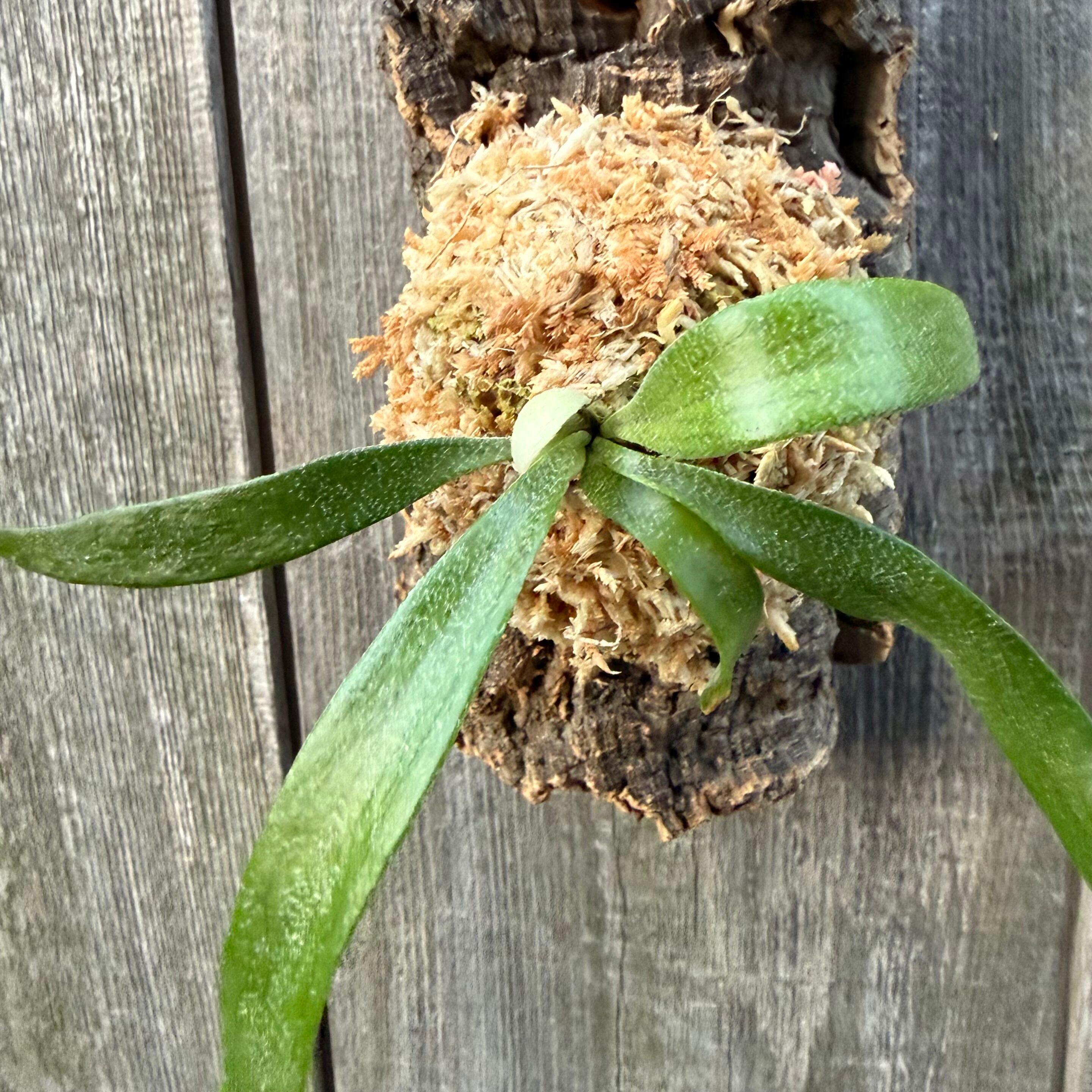 P. alcicorne dwarf (TC) | naturefix