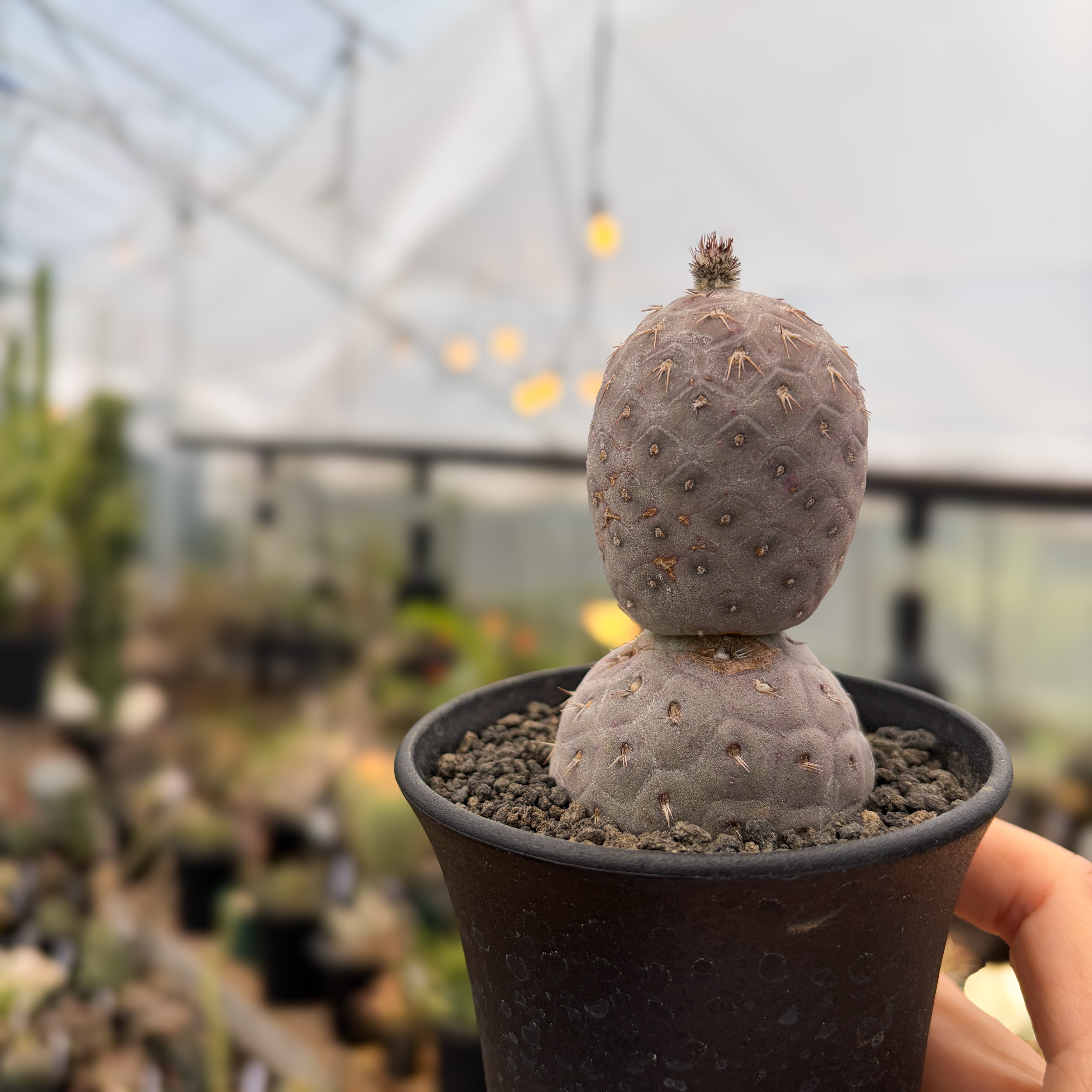 Tephrocactus geometricus【テフロカクタス・ゲオメトリクス