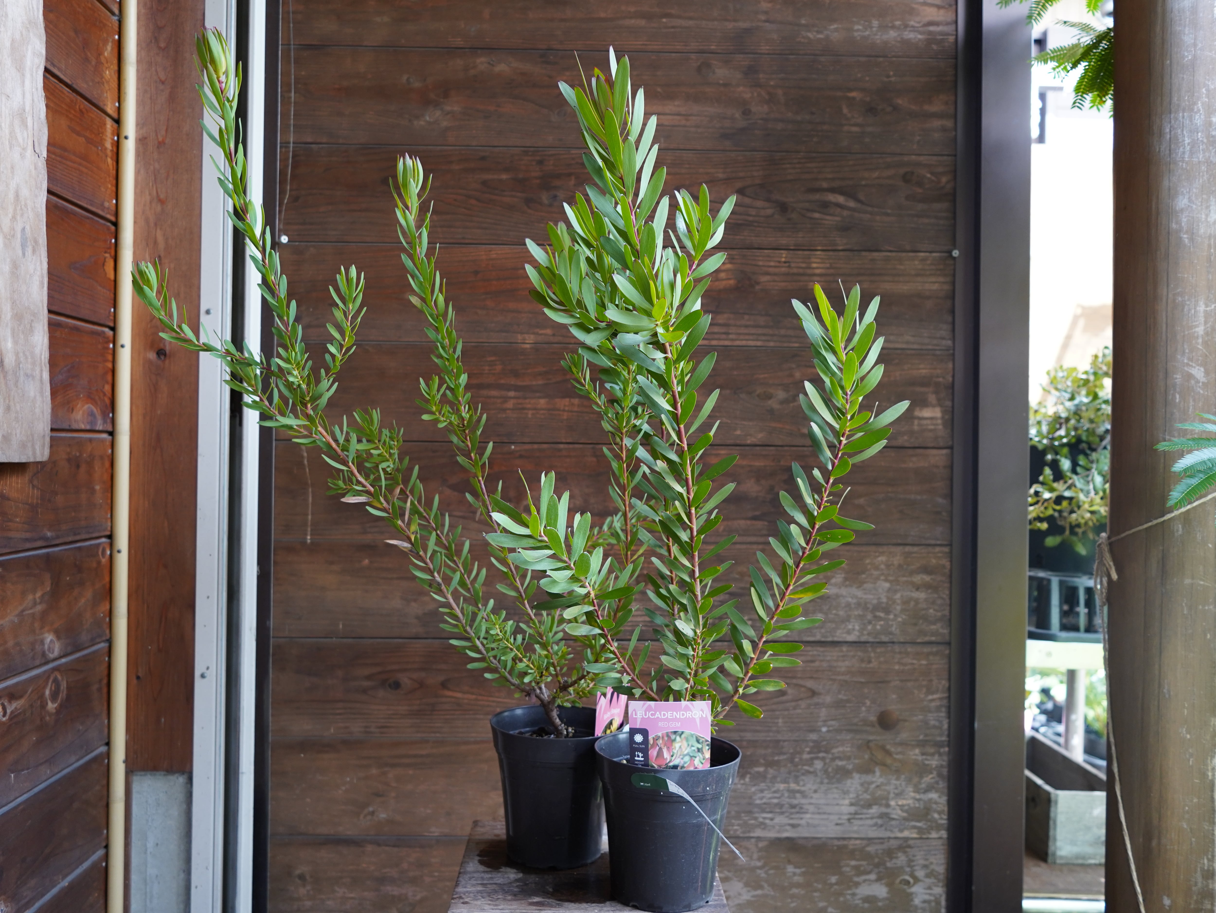 ■ リューカデンドロン Bセット【現物】