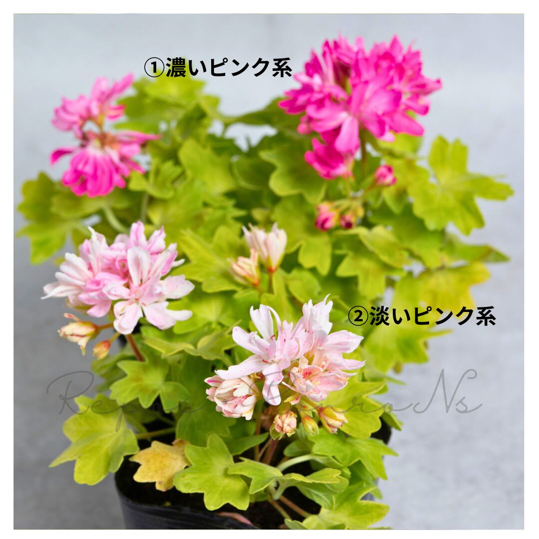 ゼラニウム:ピンクレモネード (3号)珍しい カラーリーフ ゼラニウム 四季咲き 変わり咲き 寄せ植え 鉢花 人気