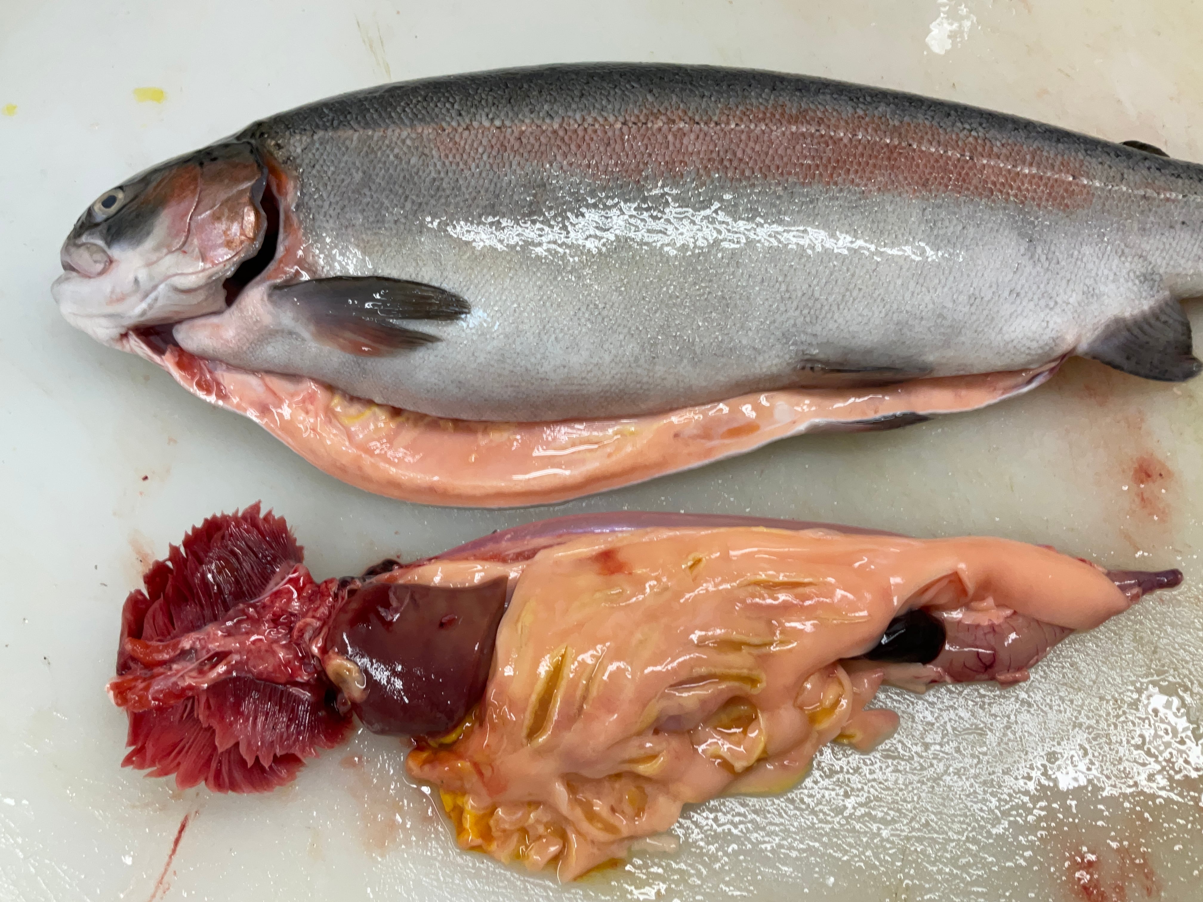 フーコ　内田ミシン　fu-ko 蔵前　ドロワーズ　サーモンピンク フーコ内田ミシンfu-ko 蔵前ドロワーズサーモンピンク