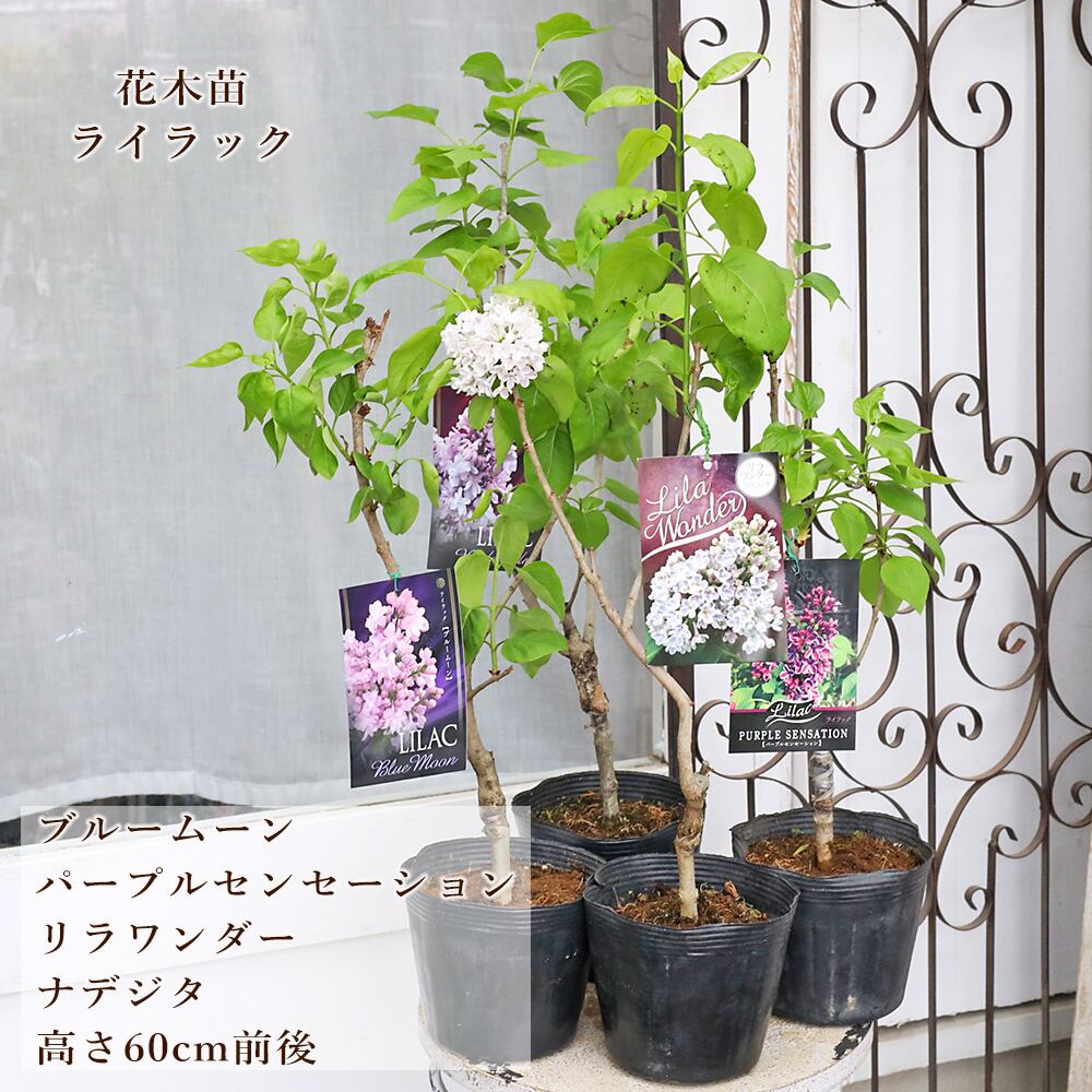 花木苗 香り モッコウバラ ホワイト 一重 6号 つるバラ 木香薔薇 花木 花木苗 香り モッコウバラ ホワイト 一重 6号 つるバラ 木香薔薇 花木