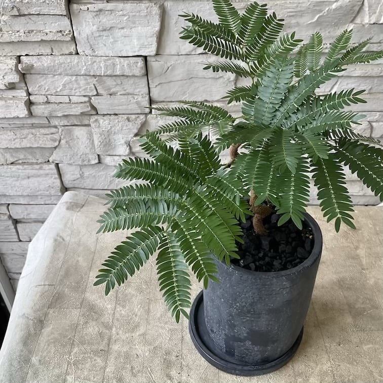 観葉植物】エバーフレッシュの鉢植え | 橋本種苗園
