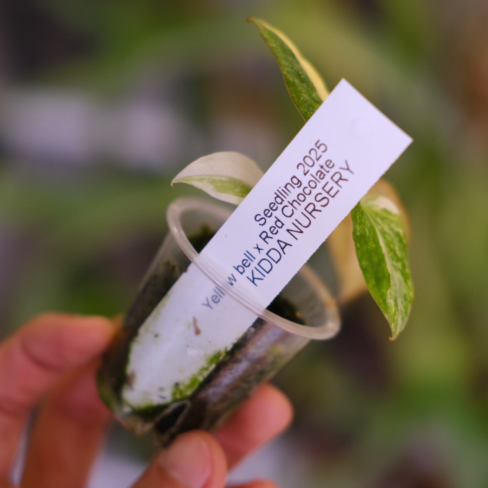 希少】Anthurium Yellow Bell × Red Chocolate②│観葉植物