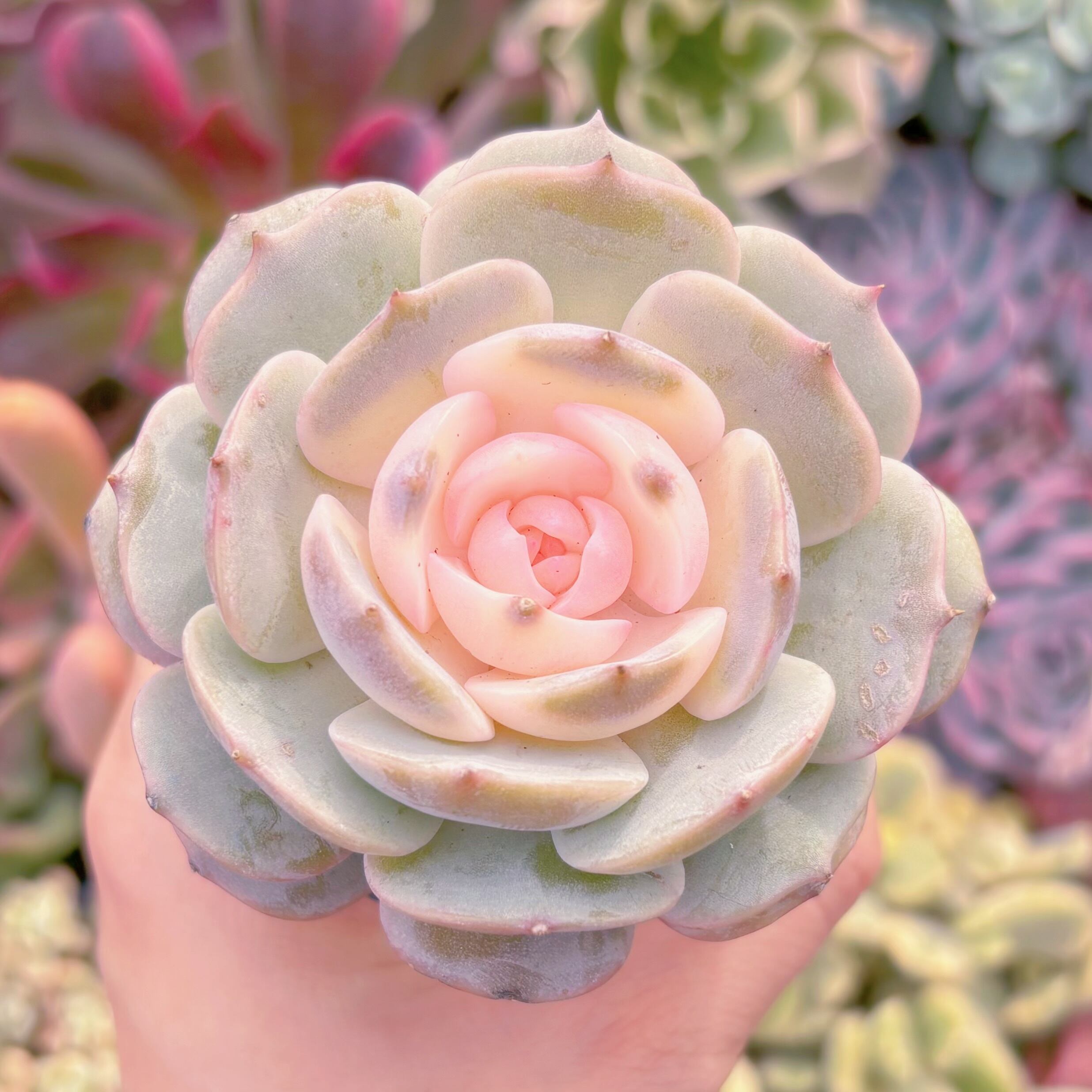 現品　ローラ錦#630　るる農園