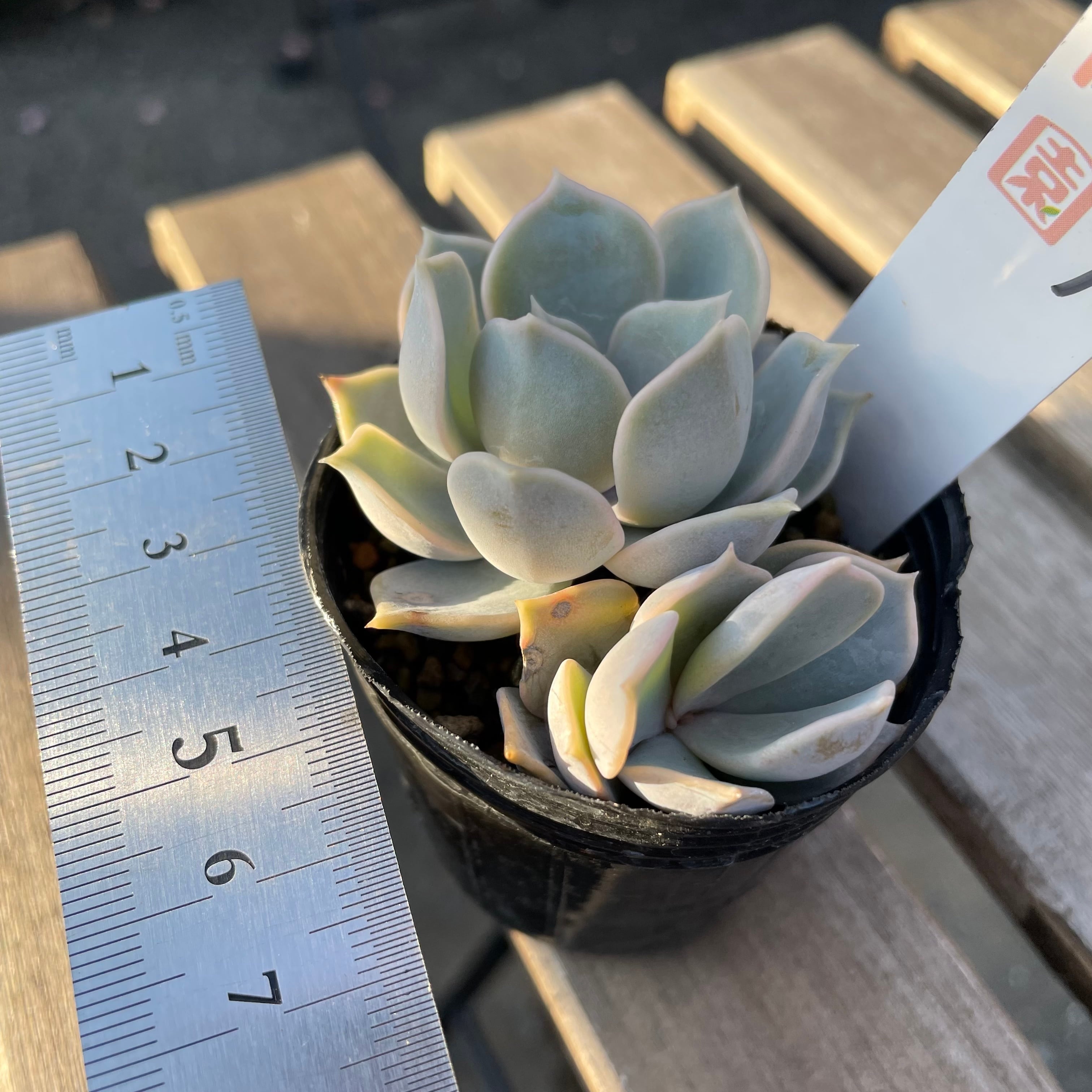 最大73 Offクーポン 124 多肉植物 実生苗 Hyalina La Paz リラシナ Espaciomalvon Com Ar