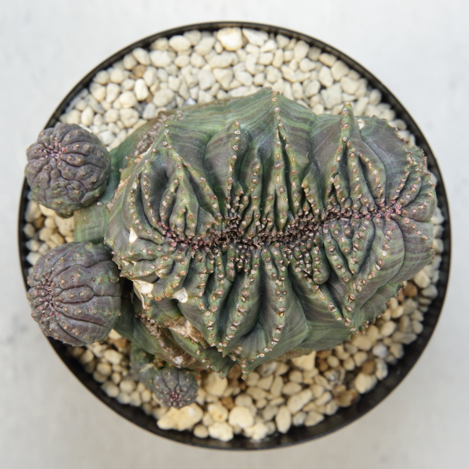 オベサ 幅6.4cmの高さ7.4cm ユーフォルビア 9稜 メス オベサ 幅6.4cmの