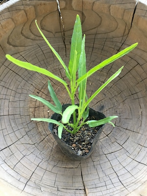 固定種　空芯菜　苗