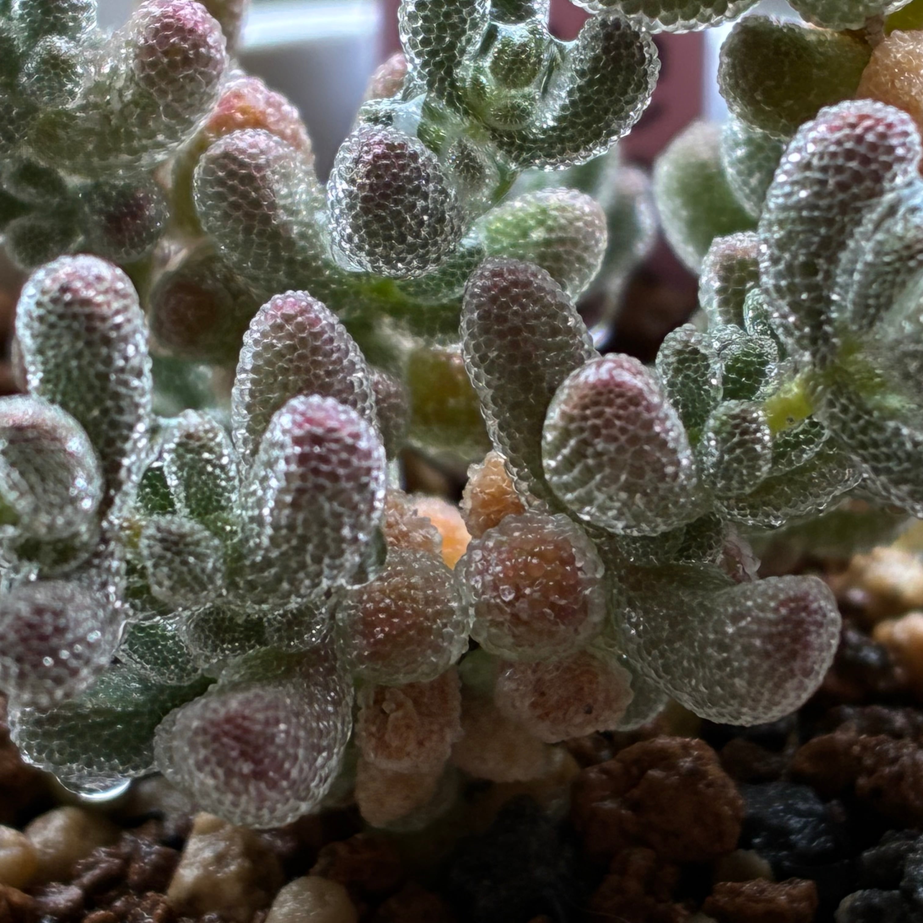 ディクロカウロン アイスクリスタル③ | mocono_plants