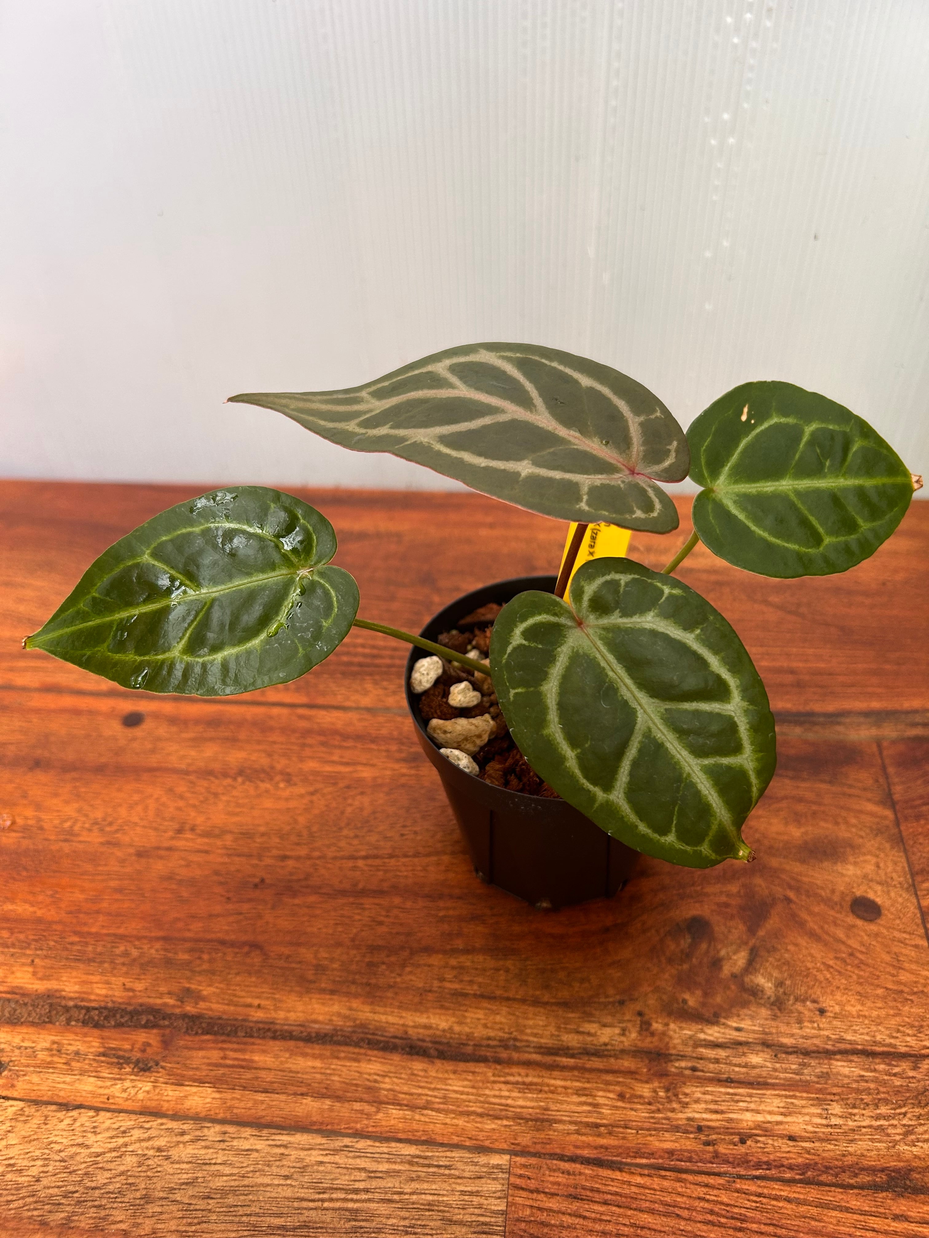 Anthurium | BALI-AN 園芸
