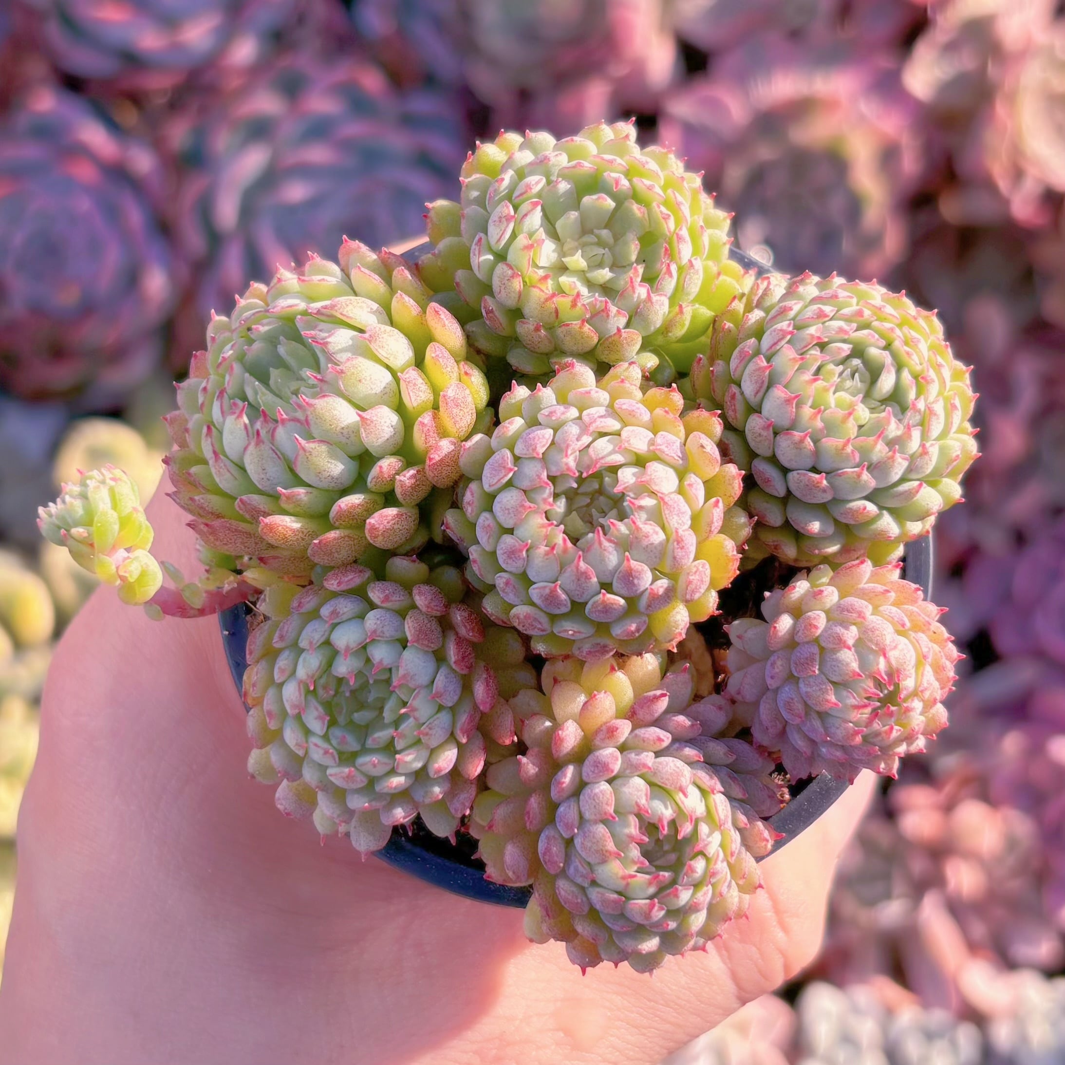 多肉植物　グロブローサ　7頭　新入荷　るる農園