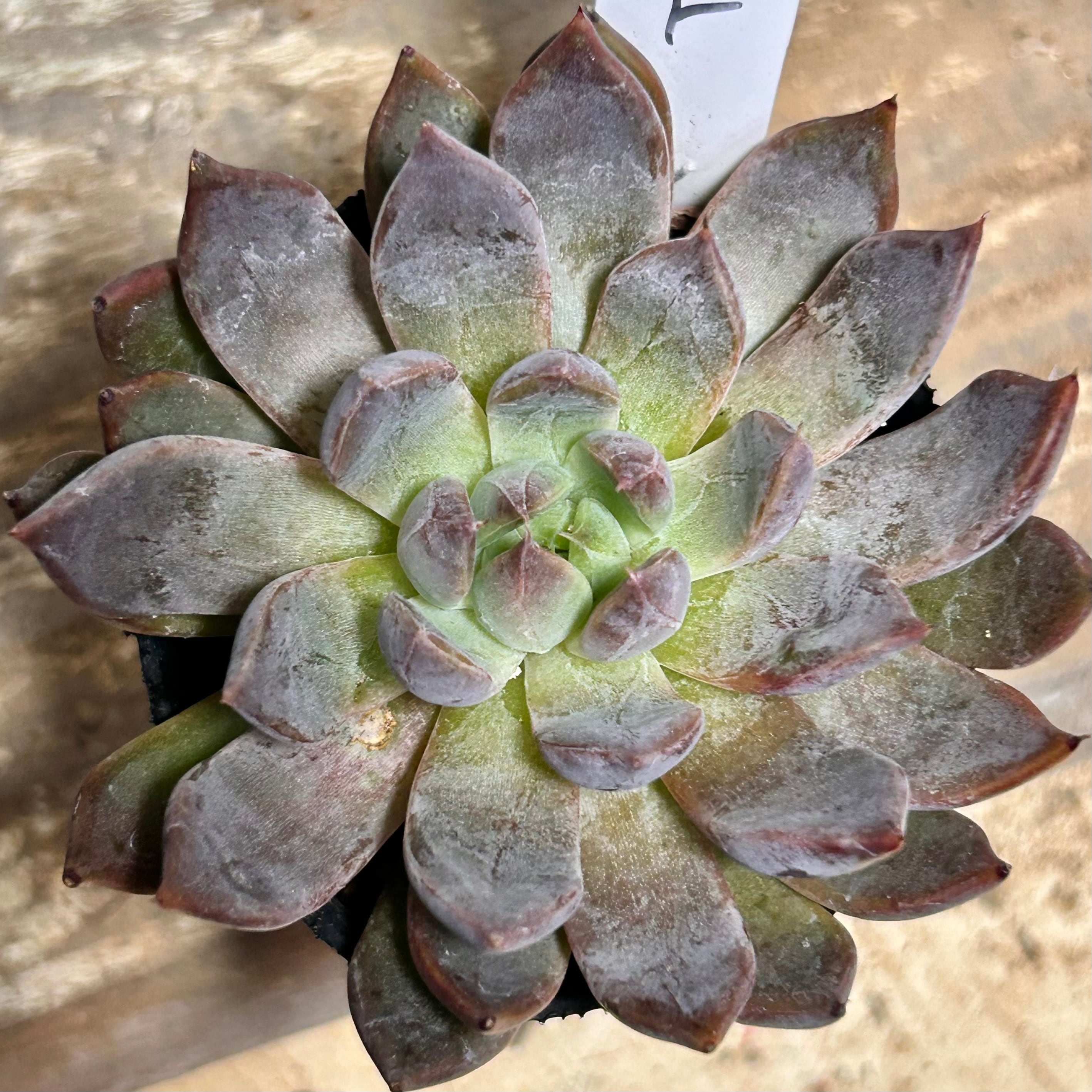 ワイルドコロラータ | RuPo 多肉植物専門店