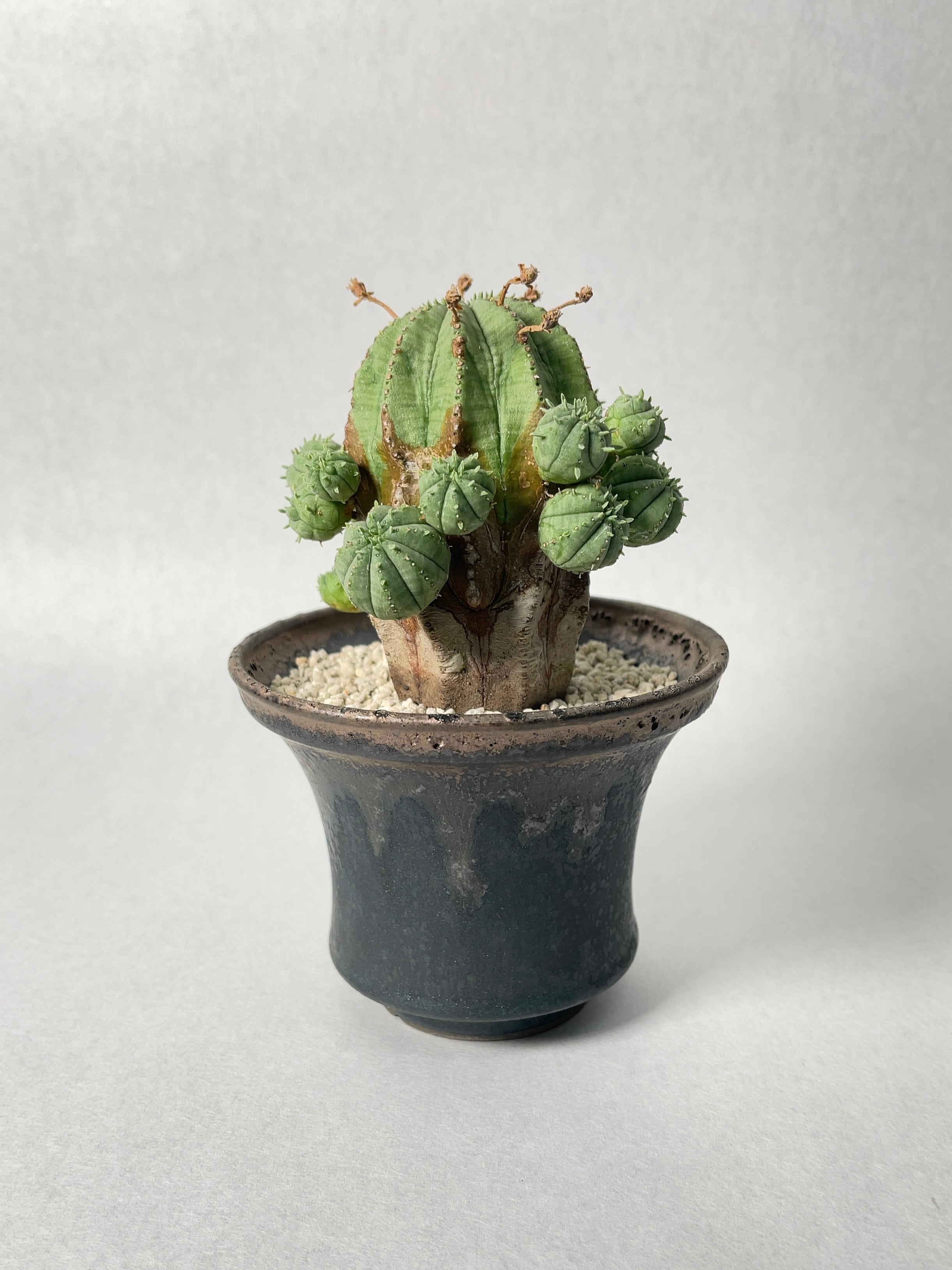 ユーフォルビア・オベサhyb. | trigger