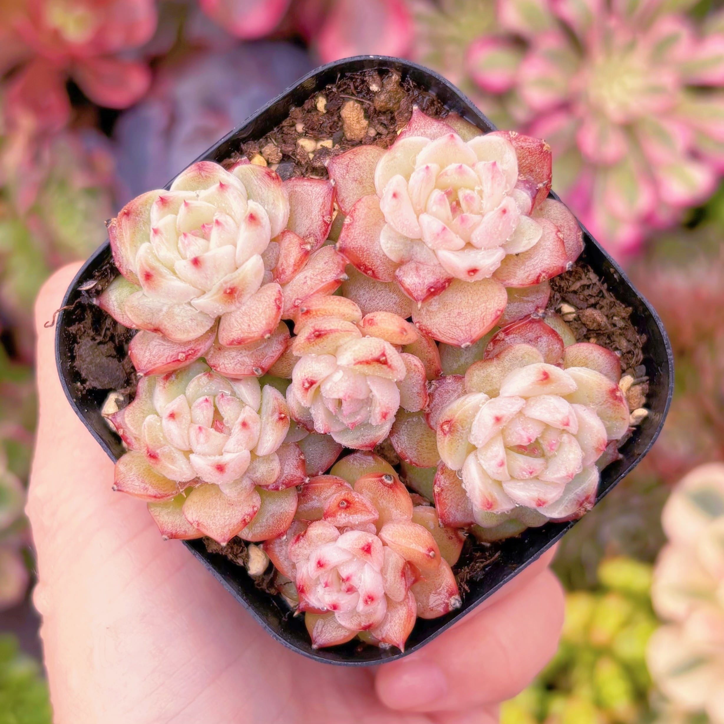 現品　レッドベルベット#C18　るる農園