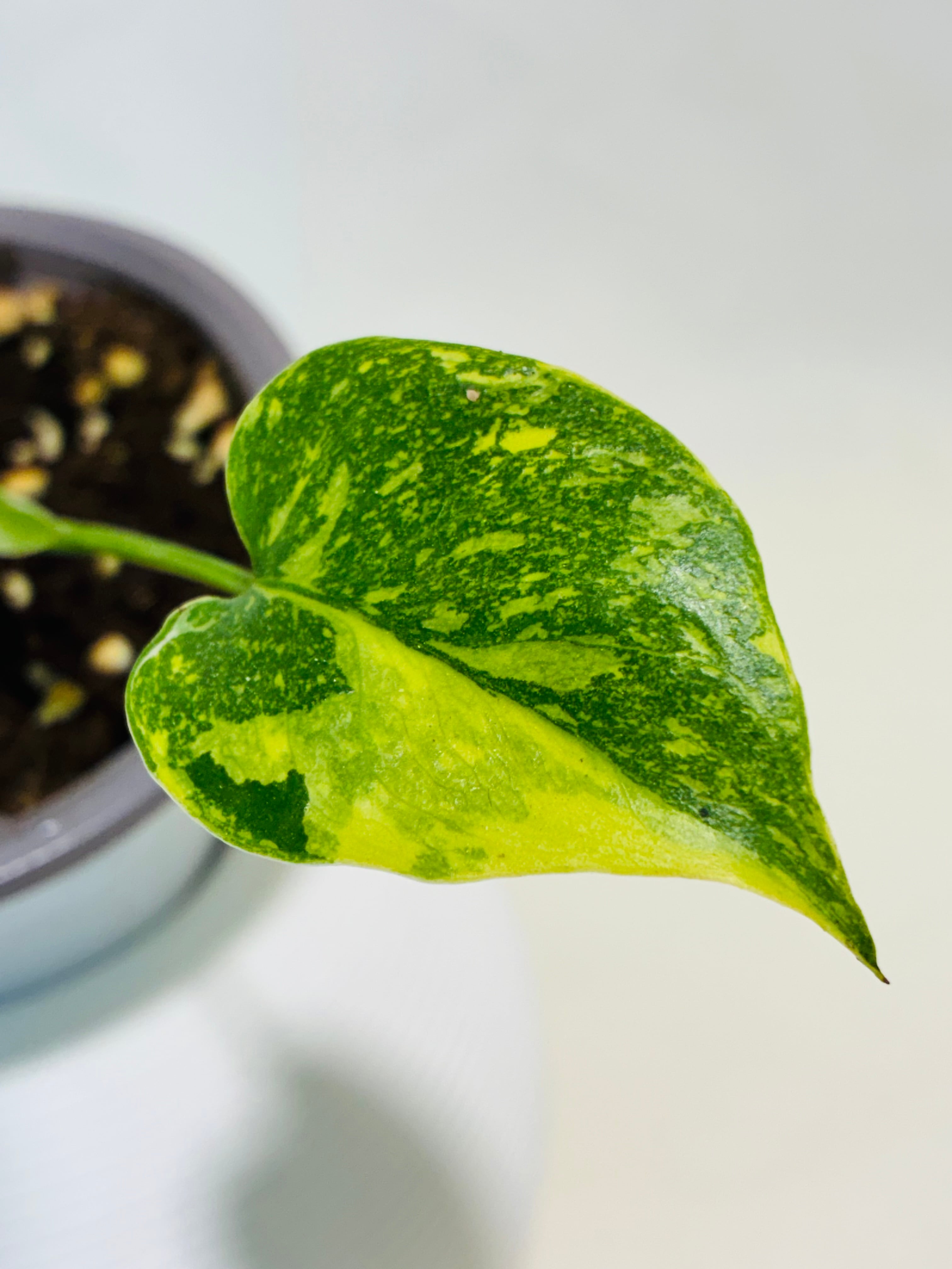 Monstera deliciosa 'Electrolight' モンステラ デリシオーサ