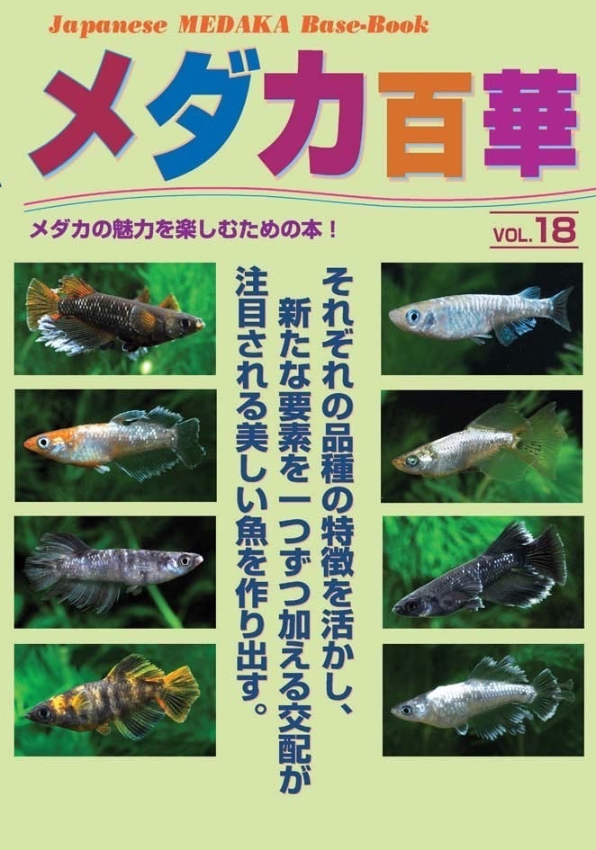 メダカ百華 19 | 目高工房江戸