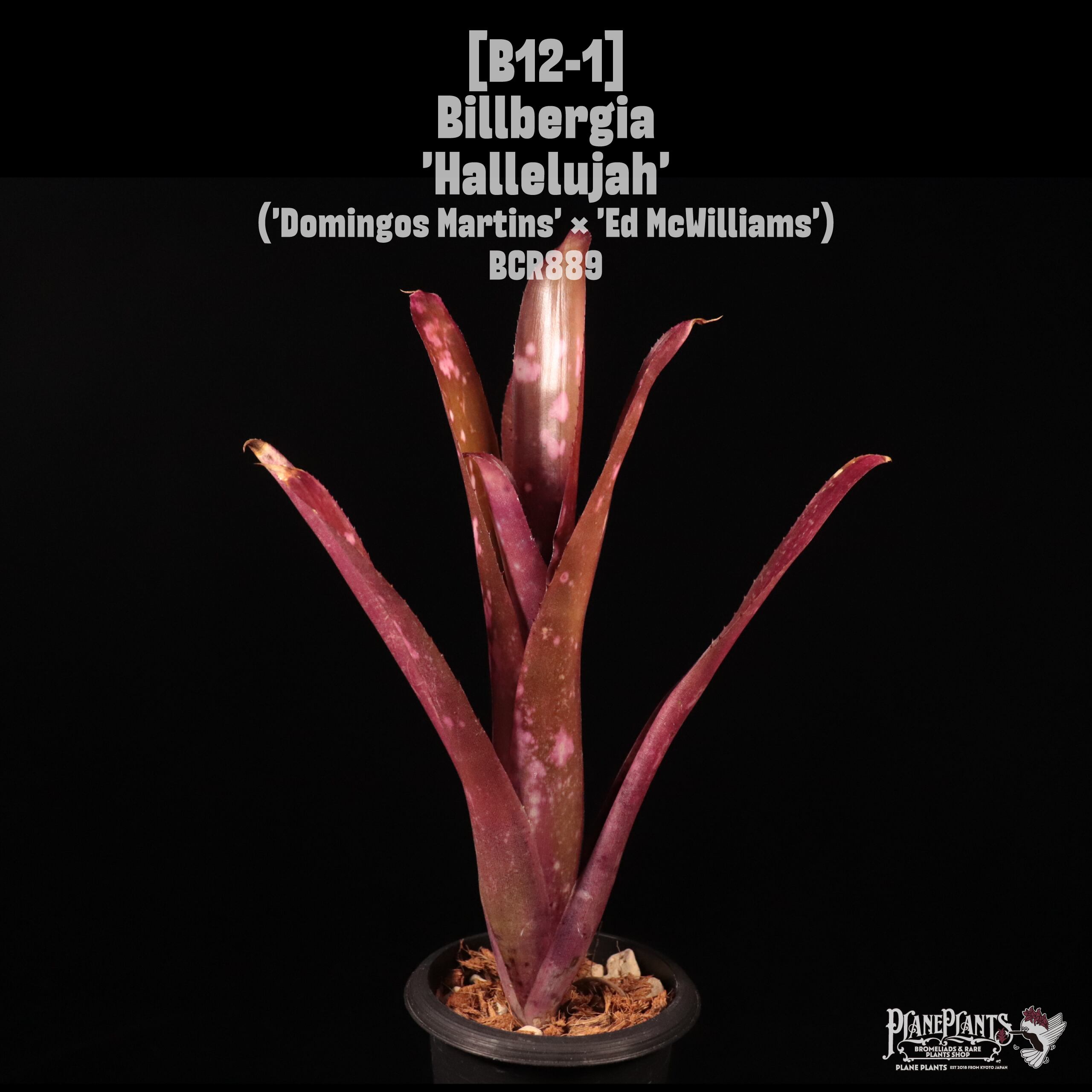 Kenshi　蕾付きビルベルギア2株 Billbergia 'Hallelujah'〔ビルベルギア〕B12-1 | plane plants