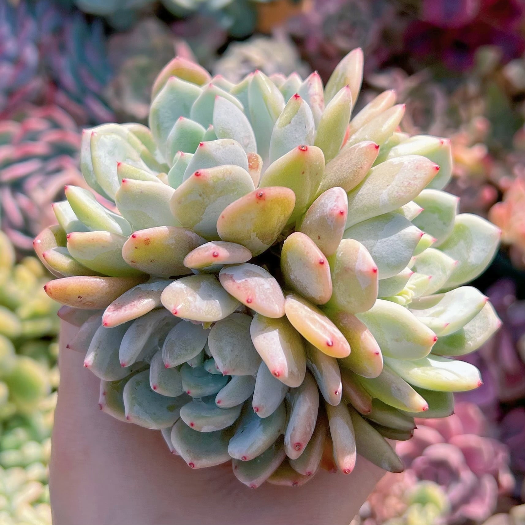 現品　雪爪#787　群生　るる農園