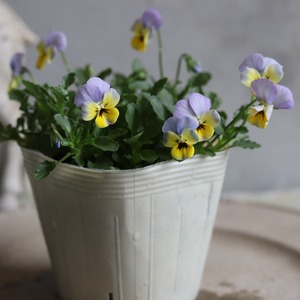 ビオラ　ヴィオレッタ　ペーパームーン　小さなお花　寄せ植え　丈夫で長く咲く　冬から春のお花