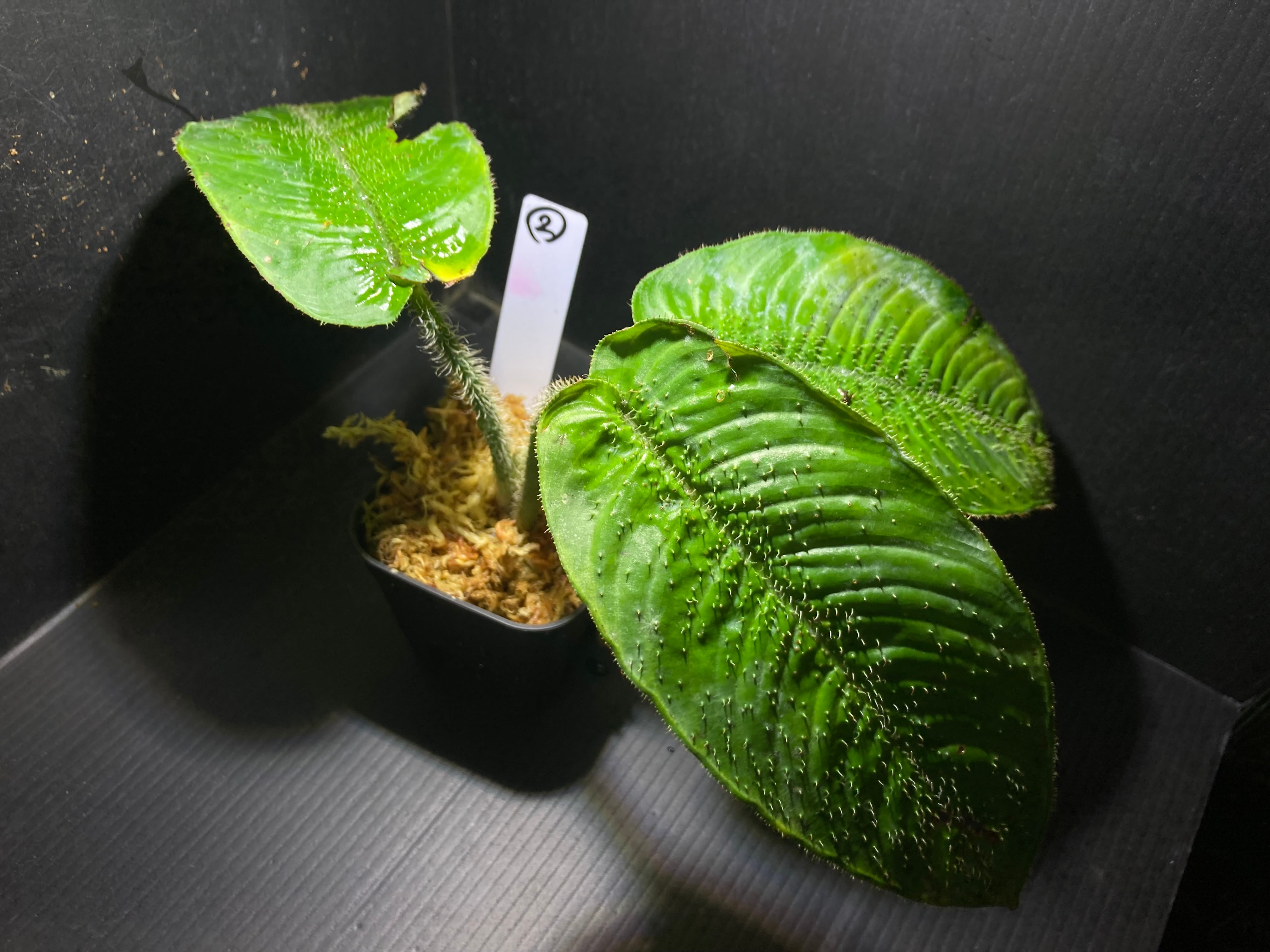 Bucephalandra sp.Kedagang Pink Variegata（ブセファランドラsp.クダ