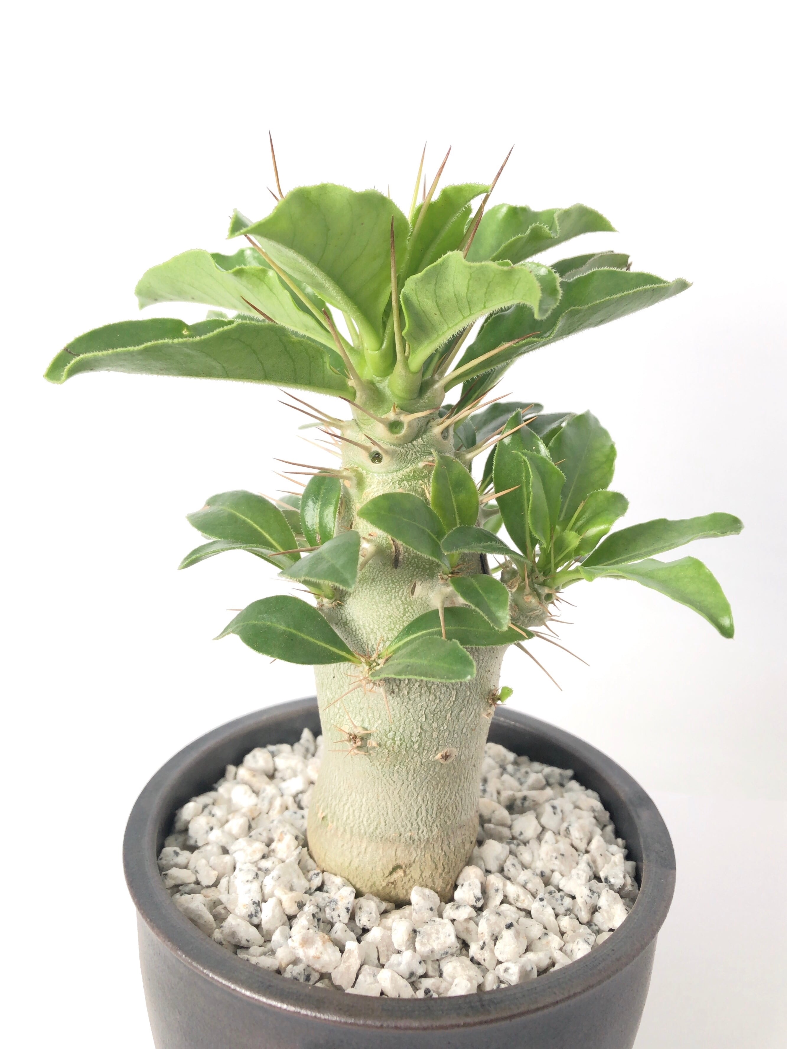 白馬城パキポディウム・サウンデルシー①