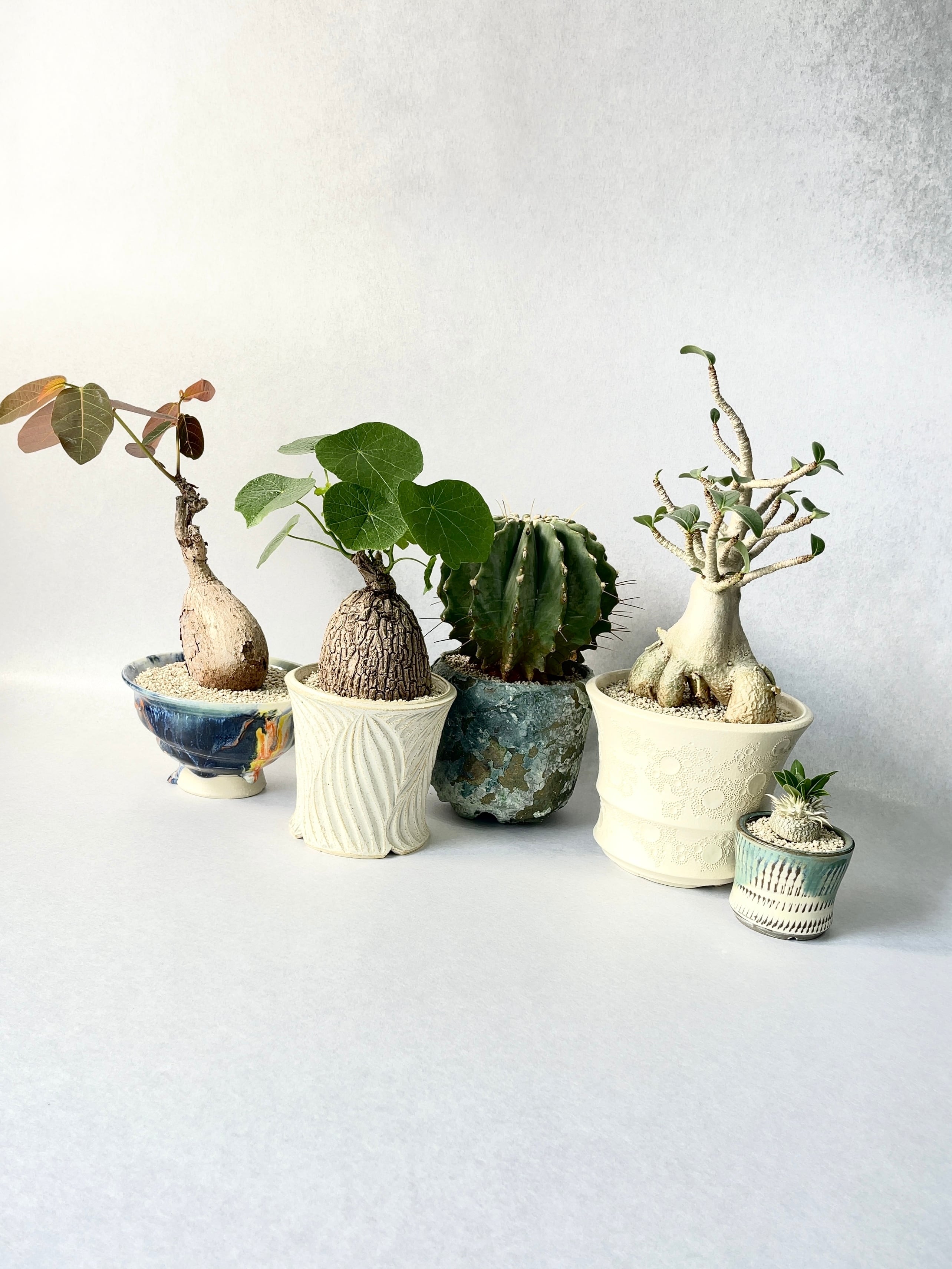 パキポディウム・恵比寿大黒 | trigger