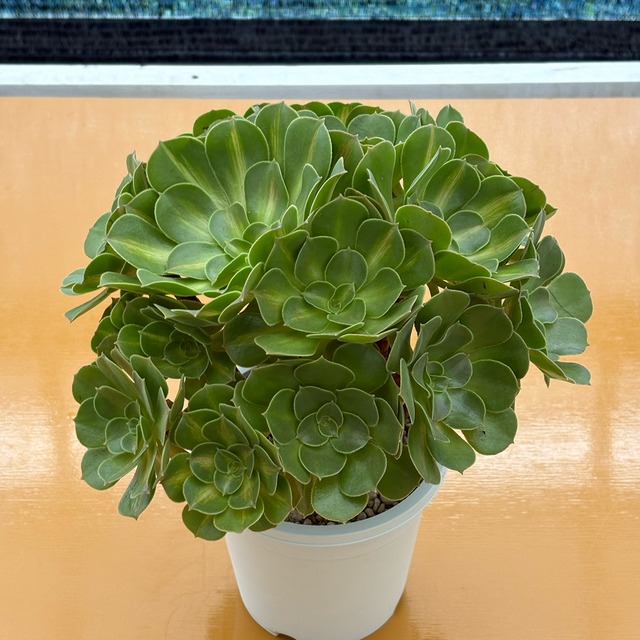 多肉植物専門店 たにくふぁ〜む