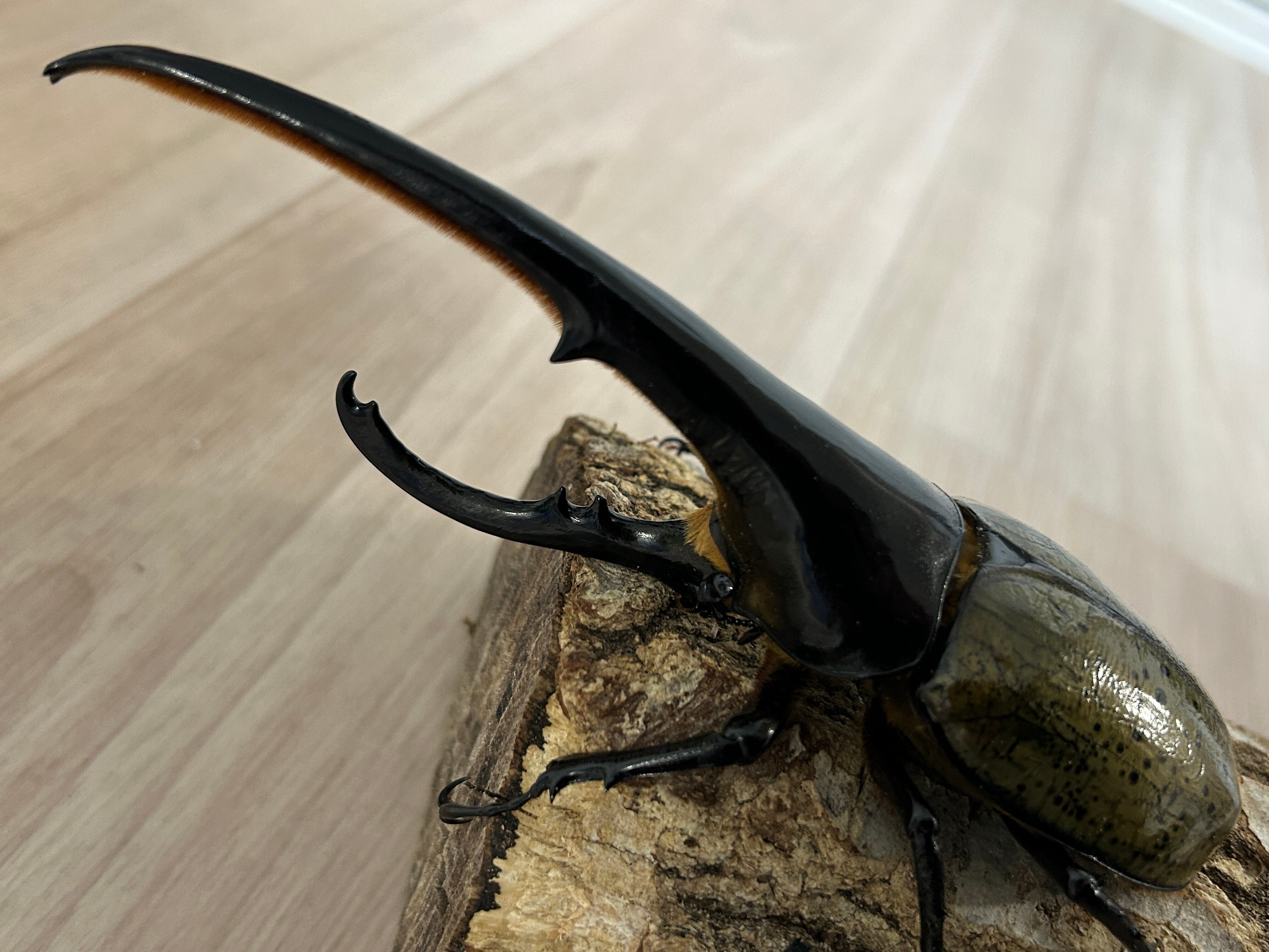 土日限定お値下げ！2004夏ヘルクレスオオカブト、ギラファ未使用まとめ売り アートオブヘラクレス