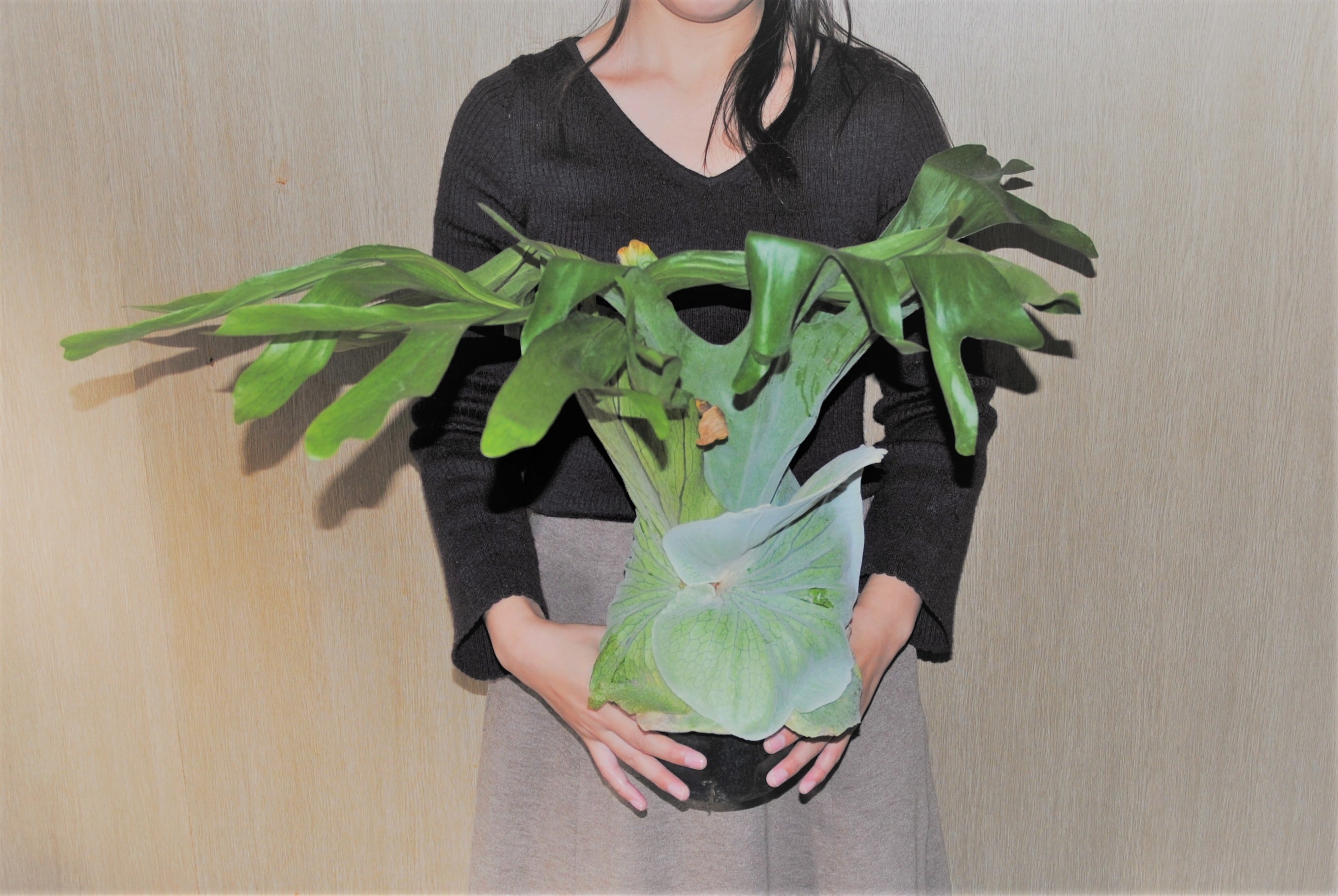 Platycerium grande ビカクシダ グランデ 1 | plants MARU