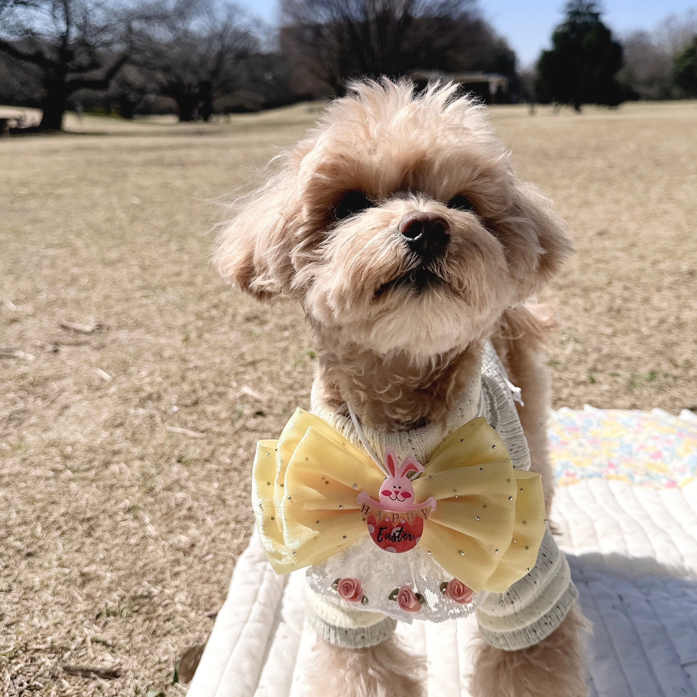 イエローリボンイースターネックバンド