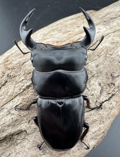 【WF1】《アンタエウスオオクワ カオバン産 76mm ペア》