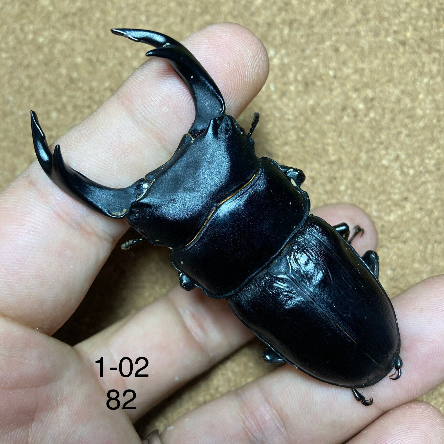 オオクワガタ久留米産82.5 mm