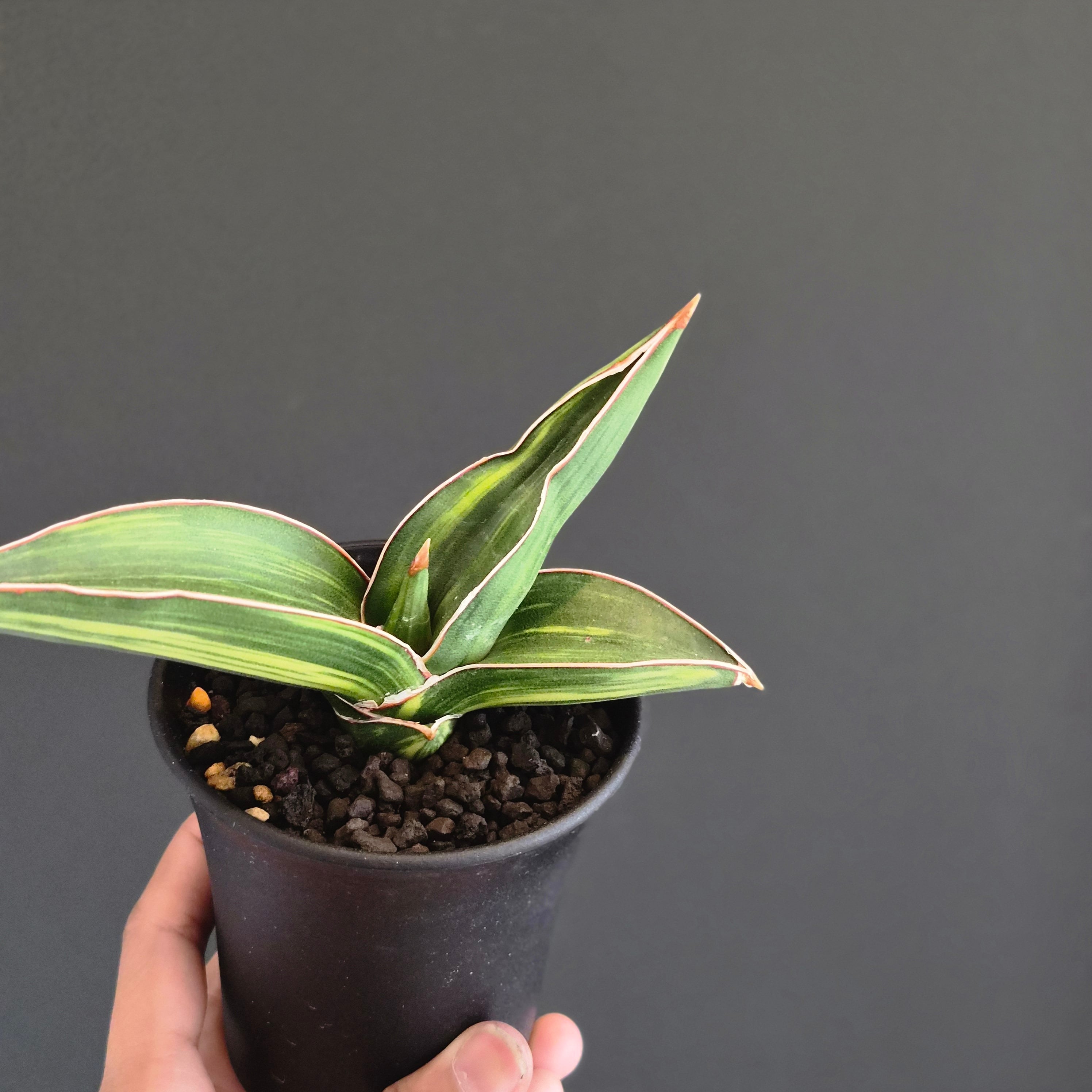 サンスベリア・サムライ・ドワーフ（Sansevieria 'Samurai Dwarf