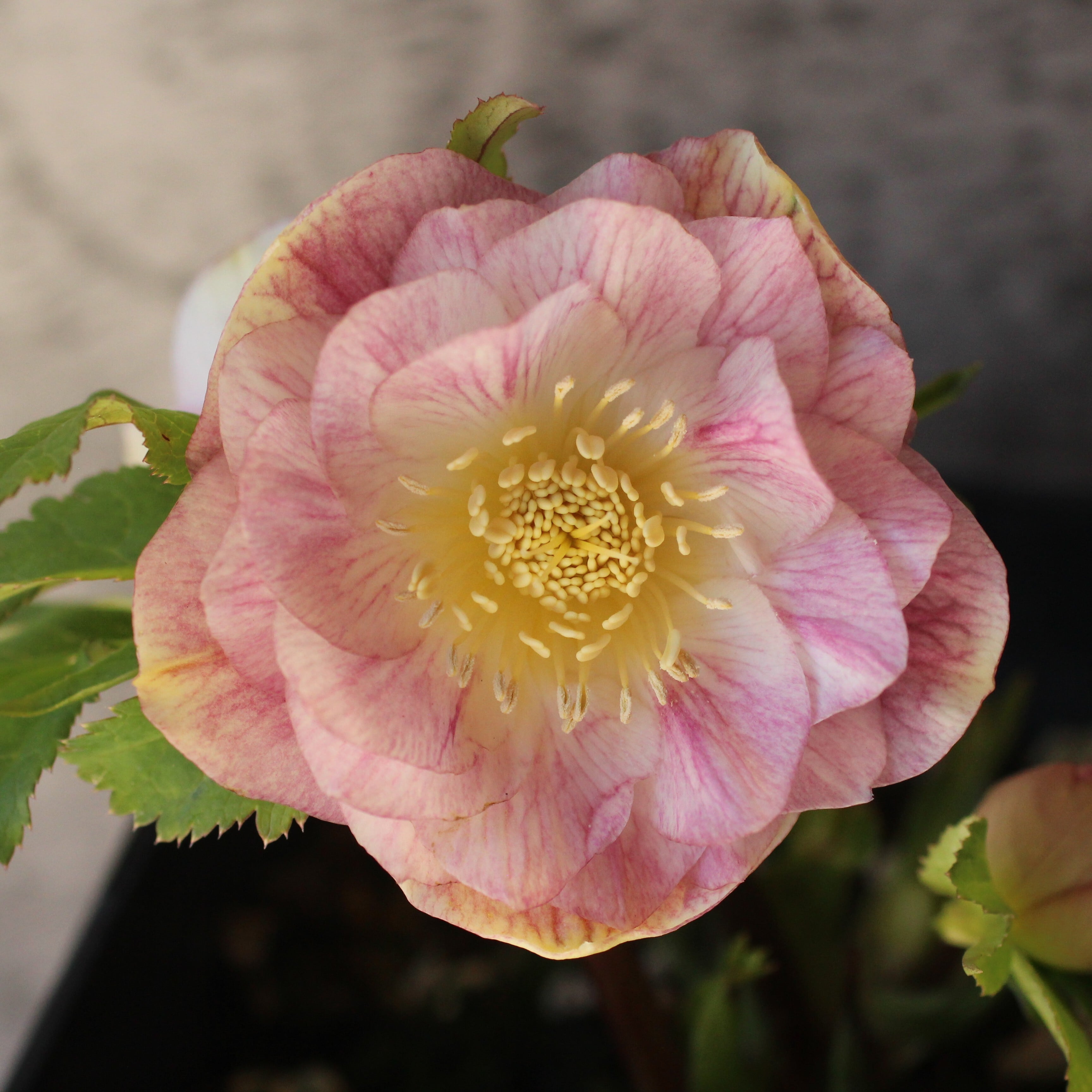 WinterSymphony開花鉢 | CoppiceGARDEN（コピスガーデン）